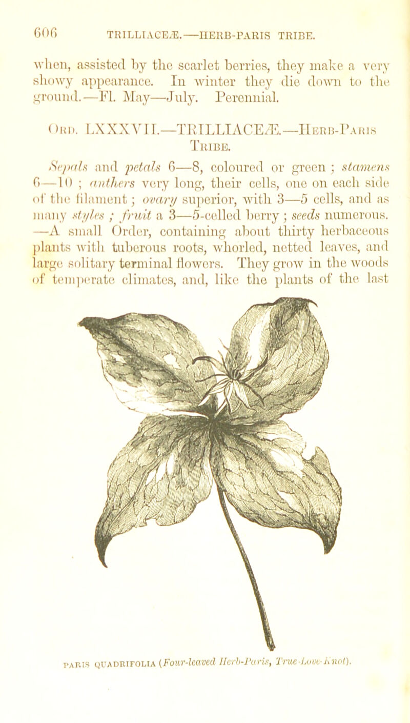when, assisted by the scarlet berries, they make a very showy appearance. In winter they die down to the ground.—FL May—July. Perennial. ( >rd. LX XXVI r.—TRILLIACE/E.—FIerb-Paris Tribe. Sepals and petals 6—8, coloured or green ; stamens 6—10 ; anthers very long, their cells, one on each side of' the filament; ovary superior, with 3—5 cells, and as many styles ; fruit a 3—5-celled berry; seeds numerous. —A small Order, containing about thirty herbaceous plants with tuberous roots, whorlcd, netted leaves, and large solitary terminal flowers. They grow in the woods of temperate climates, and, like the plants of the last PABis quadrifolia (Four-leaved Ilcrb-Paris, True Love-Knot).