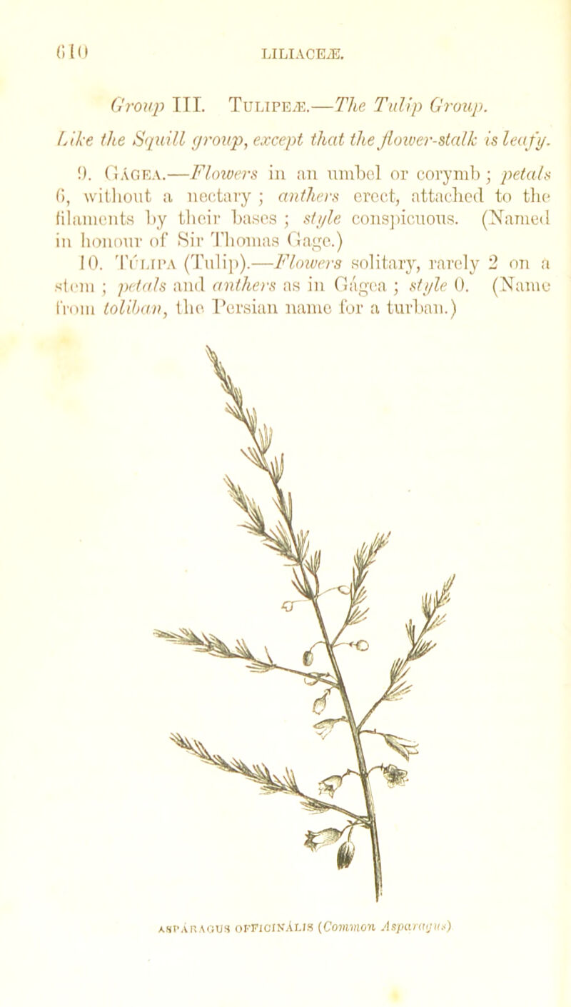 Group III. Tulipe^e.—The Tulip Group, hike the Squill group, except that the Jlow&r-stalk is leafy. !). GAgea.—Flowers in an umbel or corymb • petals 6, without a nectary ; anthers erect, attached to the filaments by their bases ; style conspicuous. (Named in honour of Sir Thomas Gage.) 10. Tulipa (Tulip).—Flowers solitary, rarely 2 on a stem ; petals and anthers as in Gagea ; style 0. (Name from toliban, the Persian name for a turban.) asparagus officinAlis (Common Aspara/jus)