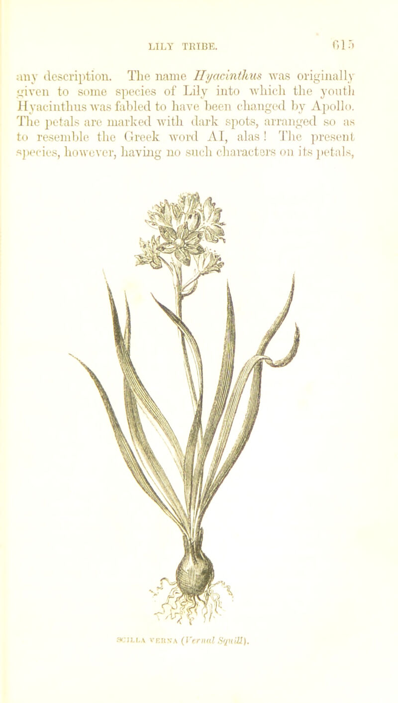 any description. The name Hyacinthus was originally given to some species of Lily into which the youth Hyacinthus was fabled to have been changed by Apollo. The petals are marked with dark spots, arranged so as to resemble the Greek word AI, alas ! The present species, however, having no such characters on its petals, 3cu.i.a vF.rts’A (I'cmal Squill).