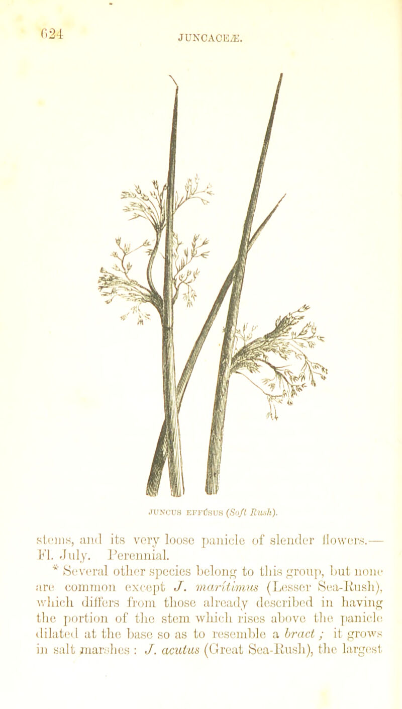 JUNCACEiE. juncus effCsus (Soft Rush). .stems, and its very loose panicle of slender flowers.— FI. July. Perennial. * Several other species belong to this group, but none are common except J. maHtimus (Lesser Sea-Rush), which differs from those already described in having the portion of the stem which rises above the panicle, dilated at the base so as to resemble a bract ; it grows in salt marshes : J. aculus (Great Sea-Rush), the largest