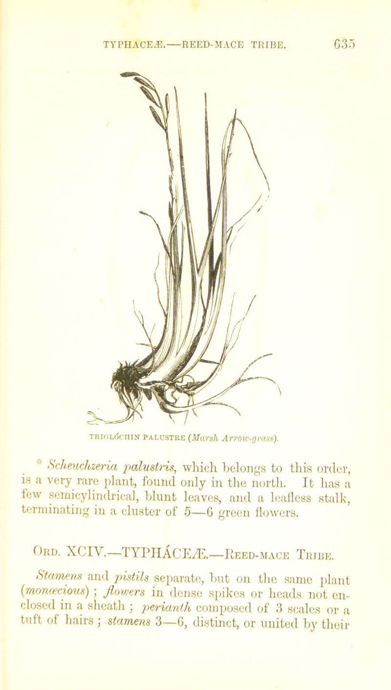 TYPHACEA3. REED-MACE TRIBE. G35 Scheuchzeria palustris, which belongs to this order, is a very rare plant, found only in the north. It has a few sernicylindrical, blunt leaves, and a leafless stalk, terminating in a cluster of 5—6 green flowers. Ord. XCIY.—TYPHAcE.ZE.—Reed-mace Tribe. Stamens and pistils separate, but on the same plant (monoecious); flowers in dense spikes or heads not en- closed in a sheath ; perianth composed of 3 scales or a tuft of hairs ; stamens 3—G, distinct, or united by their