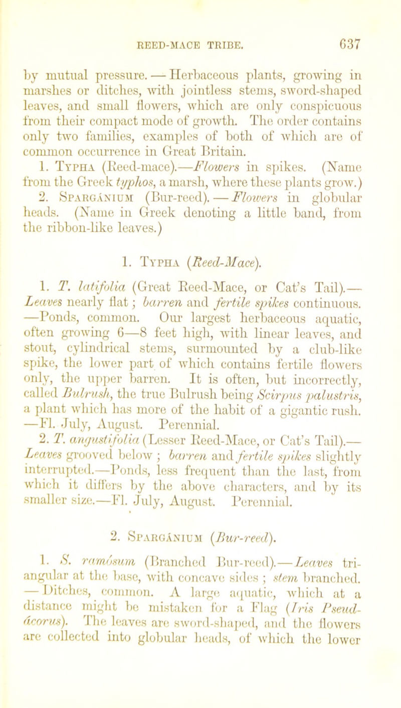 REED-MACE TRIBE. G37 by mutual pressure. — Herbaceous plants, growing in marshes or ditches, with jointless stems, sword-shaped leaves, and small flowers, which are only conspicuous from their compact mode of growth. The order contains only two families, examples of both of which are of common occurrence in Great Britain. 1. Typha (Reed-mace).—Flowers in spikes. (Name from the Greek typhos, a marsh, where these plants grow.) 2. Sparganium (Bur-reed).—Flowers in globular heads. (Name in Greek denoting a little band, from the ribbon-like leaves.) 1. Typha (Reed-Mace). 1. T. latifolia (Great Reed-Mace, or Cat’s Tail).— Leaves nearly flat; barren and fertile spikes continuous. —Ponds, common. Our largest herbaceous aquatic, often growing 6—8 feet high, with linear leaves, and stout, cylindrical stems, surmounted by a club-like spike, the lower part of which contains fertile flowers only, the upper barren. It is often, but incorrectly, called Bulrush, the true Bulrush being Scirpus palustris, a plant which has more of the habit of a gigantic rush. —PI. July, August. Perennial. 2. T. anyustifolia (Lesser Reed-Mace, or Cat’s Tail).— Leaves grooved below ; barren and fertile sjti/ces slightly interrupted.—Ponds, less frequent than the last, from which it differs by the above characters, and by its smaller size.—PI. July, August. Perennial. 2. Sparganium (Bur-reed). 1. <S'. ramomm (Branched Bur-reed).—Leaves tri- angular at the base, with concave sides ; stem branched. — Ditches, common. A large aquatic, which at a distance might be mistaken for a Plag (Iris Pseud- dcorus). The leaves are sword-shaped, and the flowers are collected into globular heads, of which the lower