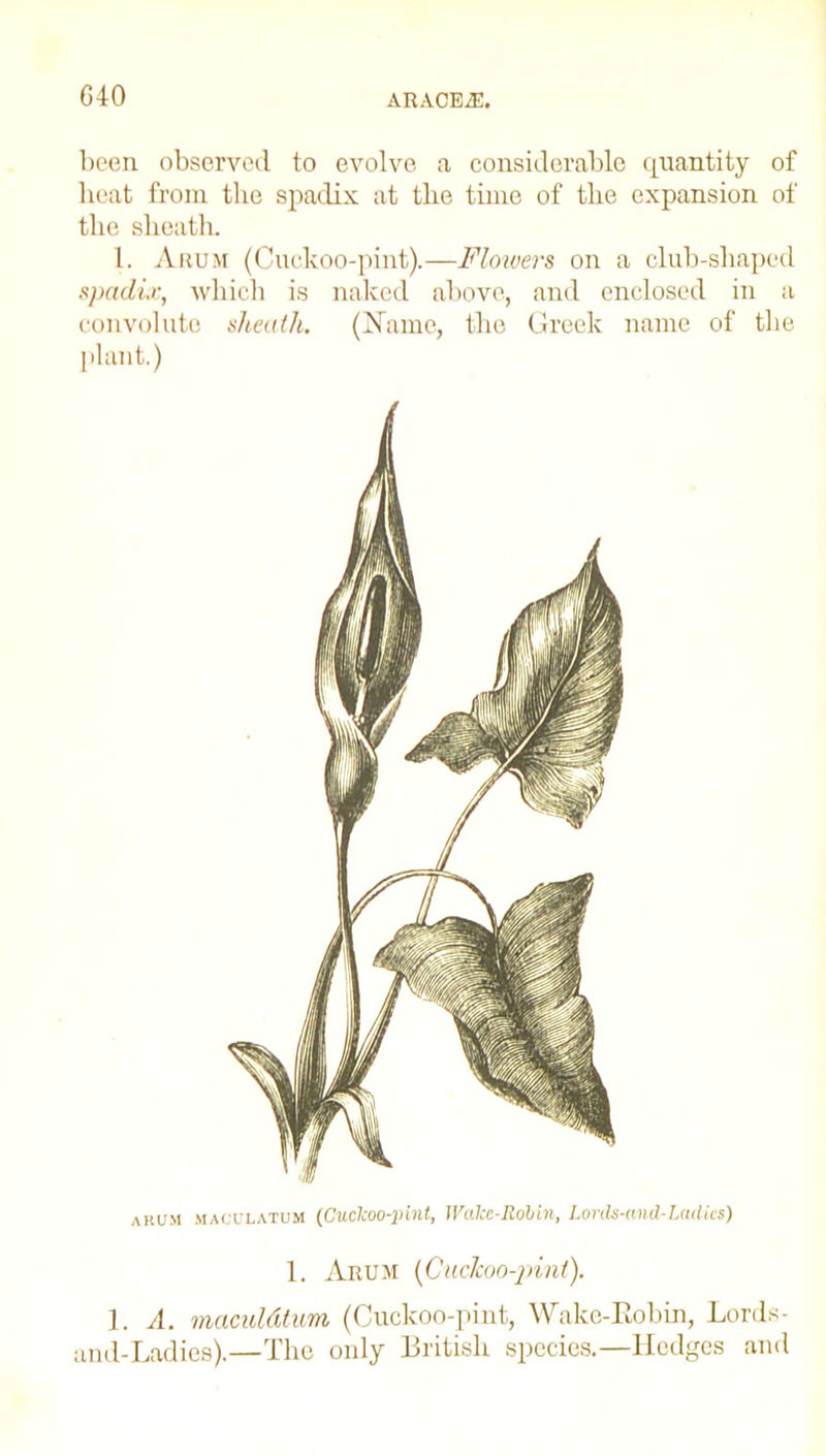 been, observed to evolve a considerable quantity of beat from the spadix at tlie time of the expansion of the sheath. 1. Arum (Cuckoo-pint).—Flowers on a club-shaped spadix, which is naked above, and enclosed in a convolute sheath. (Name, the Greek name of the plant.) arum maculatum (Cuclcoo-pint, Wake-Robin, Lords-and-Ladies) 1. Arum [Cuckoo-pint). 1. A. maculdtum (Cuckoo-pint, Wake-Kobin, Lordx- and-Ladies).—The only British species.—Hedges and