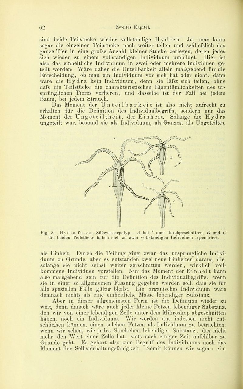 sind beide Teilstücke wieder vollständige Hydren. Ja, man kann sogar die einzelnen Teilstücke noch weiter teilen und schliefslich das ganze Tier in eine grofse Anzahl kleiner Stücke zerlegen, deren jedes sich wieder zu einem vollständigen Individuum umbildet. Hier ist also das einheitliche Individuum in zwei oder mehrere Individuen ge- teilt worden; Wäre daher die Unteilbarkeit allein mafsgebend für die Entscheidung, ob man ein Individuum vor sich hat oder nicht, dann wäre die Hydra kein Individuum, denn sie läfst sich teilen, ohne dafs die Teilstücke die charakteristischen Eigentümlichkeiten des ur- sprünglichen Tieres verlieren, und dasselbe ist der Fall bei jedem Baum, bei jedem Strauch. Das Moment der Unteilbarkeit ist also nicht aufrecht zu erhalten für die Definition des Individualbegriffs, sondern nur das Moment der Ungeteiltheit, der Einheit. Solange die Hydra ungeteilt war, bestand sie als Individuum, als Ganzes, als Ungeteiltes, Fig. 2. Hydra fusca, Süfswasserpolyp. Ä bei * quer durchgeschnitten, £ und C die beiden Teilstücke haben sich zu zwei vollständigen Individuen regeneriert. als Einheit. Durch die Teilung ging zwar das ursprüngliche Indivi- duum zu Grunde, aber es entstanden zwei neue Einheiten daraus, die, solange sie nicht selbst weiter zerschnitten werden, wirklich voll- kommene Individuen vorstellen. Nur das Moment der Einheit kann also mafsgebend sein für die Definition des Individualbegriffs, wenn sie in einer so allgemeinen Fassung gegeben werden soll, dafs sie für alle speziellen Fälle gültig bleibt. Ein organisches Individuum wäre demnach nichts als eine einheitliche Masse lebendiger Substanz. Aber in dieser allgemeinsten Form ist die Definition wieder zu weit, denn danach wäre auch jeder kleine Fetzen lebendiger Substanz, den wir von einer lebendigen Zelle unter dem Mikroskop abgeschnitten haben, noch ein Individuum. Wir werden uns indessen nicht ent- schliefsen können, einen solchen Fetzen als Individuum zu betrachten, wenn wir sehen, wie jedes Stückchen lebendiger Substanz, das nicht mehr den Wert einer Zelle hat, stets nach einiger Zeit unfehlbar zu Grunde geht. Es gehört also zum Begriff des Individuums noch das Moment der Selbsterhaltungsfähigkeit. Somit können wir sagen: ein