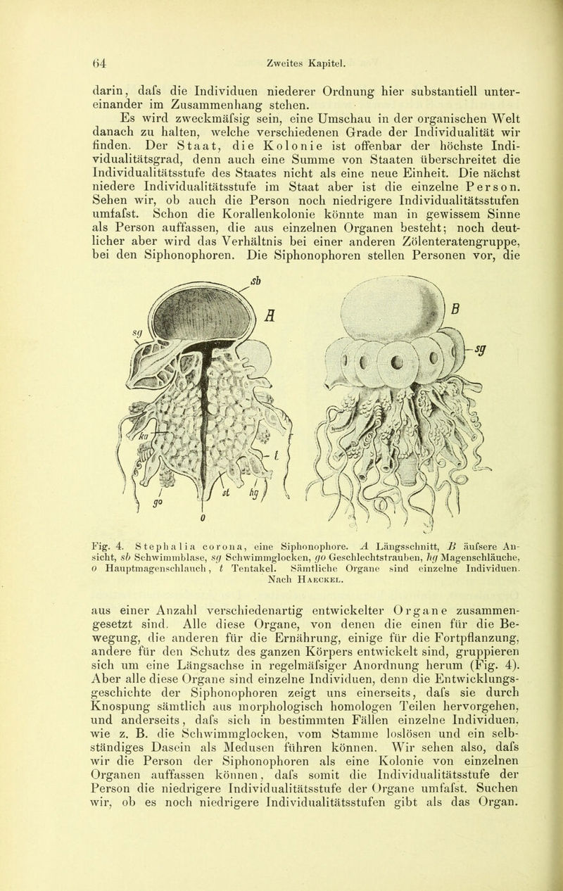 darin ^ dafs die Individuen niederer Ordnung hier substantiell unter- einander im Zusammenhang stehen. Es wird zweckmäfsig sein, eine Umschau in der organischen Welt danach zu halten, welche verschiedenen Grade der Individualität wir finden. Der Staat, die Kolonie ist offenbar der höchste Indi- vidualitätsgrad, denn auch eine Summe von Staaten überschreitet die Individualitätsstufe des Staates nicht als eine neue Einheit. Die nächst niedere Individualitätsstufe im Staat aber ist die einzelne Person. Sehen wir, ob auch die Person noch niedrigere Individualitätsstufen umfafst. Schon die Korallenkolonie könnte man in gewissem Sinne als Person auffassen, die aus einzelnen Organen besteht; noch deut- licher aber wird das Verhältnis bei einer anderen Zölenteratengruppe, bei den Siphonophoren. Die Siphonophoren stellen Personen vor, die aus einer Anzahl verschiedenartig entwickelter Organe zusammen- gesetzt sind. Alle diese Organe, von denen die einen für die Be- wegung, die anderen für die Ernährung, einige für die Fortpflanzung, andere für den Schutz des ganzen Körpers entwfickelt sind, gruppieren sich um eine Längsachse in regelmäfsiger Anordnung herum (Fig. 4). Aber alle diese Organe sind einzelne Individuen, denn die Entwicklungs- geschichte der Siphonophoren zeigt uns einerseits, dafs sie durch Knospung sämtlich aus morphologisch homologen Teilen hervorgehen, und anderseits, dafs sich in bestimmten Fällen einzelne Individuen, wie z. B. die Schwimmglocken, vom Stamme loslösen und ein selb- ständiges Dasein als Medusen führen können. Wir sehen also, dafs wir die Person der Siphonophoren als eine Kolonie von einzelnen Organen auffassen können, dafs somit die Individualitätsstufe der Person die niedrigere Individualitätsstufe der Organe umfafst. Suchen wir, ob es noch niedrigere Individualitätsstufen gibt als das Organ. Fig. 4. Steplialia coro na, eine Siplionophore. A Längsschnitt, 4^ äufsere An- sicht, sb Schwimmblase, Sf/ Schwimmglocken, go Geschlechtstrauben, hg Magenschläuche, 0 Hauptmagenschlauch, t Tentakel. Sämtliche Organe sind einzelne Individuen. Nach Haeckel.