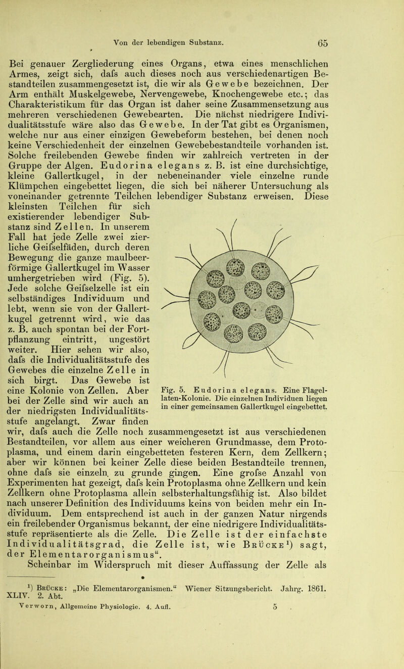 Bei genauer Zergliederung eines Organs, etwa eines menschlichen Armes, zeigt sich, dafs auch dieses noch aus verschiedenartigen Be- standteilen zusammengesetzt ist, die wir als Gewebe bezeichnen. Der Arm enthält Muskelgewebe, Nervengewebe, Knochengewebe etc.; das Charakteristikum für das Organ ist daher seine Zusammensetzung aus mehreren verschiedenen Gewebearten. Die nächst niedrigere Indivi- dualitätsstufe wäre also das Gewebe. In der Tat gibt es Organismen, welche nur aus einer einzigen Gewebeform bestehen, bei denen noch keine Verschiedenheit der einzelnen Gewebebestandteile vorhanden ist. Solche freilebenden Gewebe finden wir zahlreich vertreten in der Gruppe der Algen. Eudorina elegans z. B. ist eine durchsichtige, kleine Gallertkugel, in der nebeneinander viele einzelne runde Klümpchen eingebettet liegen, die sich bei näherer Untersuchung als voneinander getrennte Teilchen lebendiger Substanz erweisen. Diese kleinsten Teilchen für sich existierender lebendiger Sub- stanz sind Zellen. In unserem Fall hat jede Zelle zwei zier- liche Geifselfäden, durch deren Bewegung die ganze maulbeer- förmige Gallertkugel im W asser umhergetrieben wird (Fig. 5). Jede solche Geifselzelle ist ein selbständiges Individuum und lebt, wenn sie von der Gallert- kugel getrennt wird, wie das z. B. auch spontan bei der Fort- pflanzung eintritt, ungestört weiter. Hier sehen wir also, dafs die Individualitätsstufe des Gewebes die einzelne Zelle in sich birgt. Das Gewebe ist eine Kolonie von Zellen. Aber bei der Zelle sind wir auch an der niedrigsten Individualitäts- stufe angelangt. Zwar finden wir, dafs auch die Zelle noch zusammengesetzt ist aus verschiedenen Bestandteilen, vor allem aus einer weicheren Grundmasse, dem Proto- plasma, und einem darin eingebetteten festeren Kern, dem Zellkern ^ aber wir können bei keiner Zelle diese beiden Bestandteile trennen, ohne dafs sie einzeln zu gründe gingen. Eine grofse Anzahl von Experimenten hat gezeigt, dafs kein Protoplasma ohne Zellkern und kein Zellkern ohne Protoplasma allein selbsterhaltungsfähig ist. Also bildet nach unserer Definition des Individuums keins von beiden mehr ein In- dividuum. Dem entsprechend ist auch in der ganzen Natur nirgends ein freilebender Organismus bekannt, der eine niedrigere Individualitäts- stufe repräsentierte als die Zelle. I)ie Zelle ist der einfachste Individualitätsgrad, die Zelle ist, wie Brücke^) sagt, der El ementarorgani smus“. Scheinbar im Widerspruch mit dieser Auffassung der Zelle als Brücke : „Die Elementarorffanismen.“ Wiener Sitzungsbericht. Jahrs-. 1861. XLIV. 2. Abt. Verworn, Allgemeine Physiologie. 4. Aufl. Fig. 5. Eudorina elegans. Eine Flagel- laten-Kolonie. Die einzelnen Individuen liegen in einer gemeinsamen Gallertkugel eingebettet. 5