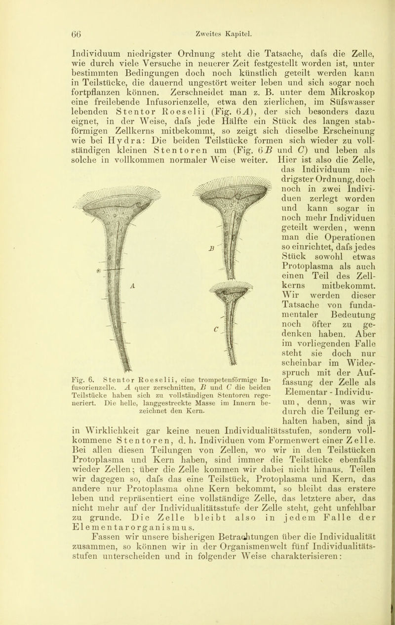 Individuum niedrigster Ordnung steht die Tatsache, dafs die Zelle, wie durch viele Versuche in neuerer Zeit festgestellt worden ist, unter bestimmten Bedingungen doch noch künstlich geteilt werden kann in Teilstücke, die dauernd ungestört weiter leben und sich sogar noch fortpflanzen können. Zerschneidet man z. B. unter dem Mikroskop eine freilebende Infusorienzelle, etwa den zierliehen, im Süfswasser lebenden Stentor Roeselii (Fig. 6M), der sich besonders dazu eignet, in der Weise, dafs jede Hälfte ein Stück des langen stab- förmigen Zellkerns mitbekommt, so zeigt sich dieselbe Erscheinung wie bei Hydra: Die beiden Teilstücke formen sich wieder zu voll- ständigen kleinen Stentoren um (Fig. 6.B und C) und leben als solche in vollkommen normaler Weise weiter. Hier ist also die Zelle, das Individuum nie- drigster Ordnung, doch noch in zwei Indivi- duen zerlegt worden und kann sogar in noch mehr Individuen geteilt werden, wenn man die Operationen so einrichtet, dafs jedes Stück sowohl etwas Protoplasma als auch einen Teil des Zell- kerns mitbekommt. Wir werden dieser Tatsache von funda- mentaler Bedeutung noch öfter zu ge- denken haben. Aber im vorliegenden Falle steht sie doch nur scheinbar im Wider- spruch mit der Auf- fassung der Zelle als Elementar - Individu- um , denn, was wir durch die Teilung er- halten haben, sind ja in Wirklichkeit gar keine neuen Individualitätsstufen, sondern voll- kommene Stentoren, d. h. Individuen vom Formenwert einer Zelle. Bei allen diesen Teilungen von Zellen, wo wir in den Teilstücken Protoplasma und Kern haben, sind immer die Teilstücke ebenfalls wieder Zellen • über die Zelle kommen wir dabei nicht hinaus. Teilen wir dagegen so, dafs das eine Teilstück, Protoplasma und Kern, das andere nur Protoplasma ohne Kern bekommt, so bleibt das erstere leben und repräsentiert eine vollständige Zelle, das letztere aber, das nicht mehr auf der Individualitätsstufe der Zelle steht, geht unfehlbar zu gründe. Die Zelle bleibt also in jedem Falle der El ementarorganismus. Fassen wir unsere bisherigen Betracihtungen über die Individualität zusammen, so können wir in der Organismenwelt fünf Individualitäts- stufen unterscheiden und in folgender Weise charakterisieren: Fig. 6. Stentor Roeselii, eine troinpetentormige In- fusorienzelle. A quer zerschnitten, 1j und C die beiden Teilstücke haben sich zu vollständigen Stentoren rege- neriert. Die helle, langgestreckte Masse im Innern be- zeichnet den Kern.