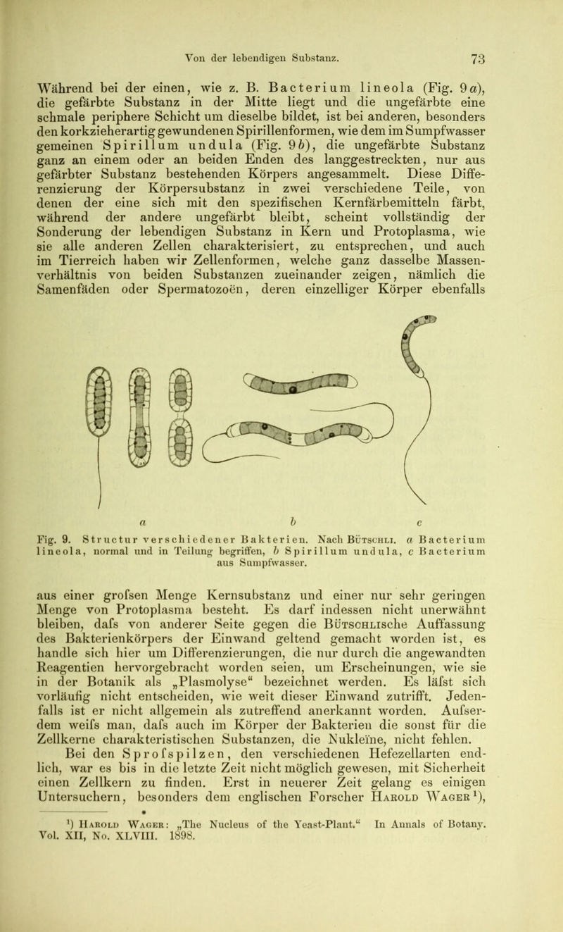 Während bei der einen, wie z. B. Bacteriura lineola (Fig. 9a), die gefärbte Substanz in der Mitte liegt und die ungefärbte eine schmale periphere Schicht um dieselbe bildet, ist bei anderen, besonders den korkzieherartig gewundenen Spirillenformen, wie dem im Sumpfwasser gemeinen Spirillum undula (Fig. 9ö), die ungefärbte Substanz ganz an einem oder an beiden Enden des langgestreckten, nur aus gefärbter Substanz bestehenden Körpers angesammelt. Diese Diffe- renzierung der Körpersubstanz in zwei verschiedene Teile, von denen der eine sich mit den spezifischen Kernfärbemitteln färbt, während der andere ungefärbt bleibt, scheint vollständig der Sonderung der lebendigen Substanz in Kern und Protoplasma, wie sie alle anderen Zellen charakterisiert, zu entsprechen, und auch im Tierreich haben wir Zellenformen, welche ganz dasselbe Massen- verhältnis von beiden Substanzen zueinander zeigen, nämlich die Samenfäden oder Spermatozoen, deren einzelliger Körper ebenfalls Fig. 9. Structur verschiedener Bakterien. Nach Bütschli. a Bacterium lineola, normal und in Teilung begriffen, h Spirillum undula, c Bacterium aus Sunipfwasser. aus einer grofsen Menge Kernsubstanz und einer nur sehr geringen Menge von Protoplasma besteht. Es darf indessen nicht unerwähnt bleiben, dafs von anderer Seite gegen die BÜTSCHLische Auffassung des Bakterienkörpers der Einwand geltend gemacht worden ist, es handle sich hier um Differenzierungen, die nur durch die angewandten Reagentien hervorgebracht worden seien, um Erscheinungen, wie sie in der Botanik als „Plasmolyse“ bezeichnet werden. Es läfst sich vorläufig nicht entscheiden, wie weit dieser Einwand zutrifft. Jeden- falls ist er nicht allgemein als zutreffend anerkannt worden. Aufser- dem weifs man, dafs auch im Körper der Bakterien die sonst für die Zellkerne charakteristischen Substanzen, die Nukleine, nicht fehlen. Bei den S p r o f s p i 1 z e n , den verschiedenen Hefezellarten end- lich, war es bis in die letzte Zeit nicht möglich gewesen, mit Sicherheit einen Zellkern zu finden. Erst in neuerer Zeit gelang es einigen Untersuchern, besonders dem englischen Forscher Harold Wäger ^), • 9 Harold Wäger: „The Nucleus of tlie Yeast-Plant.“ In Annals of Botany. Vol. XII, No. XLVIIl. 1898.