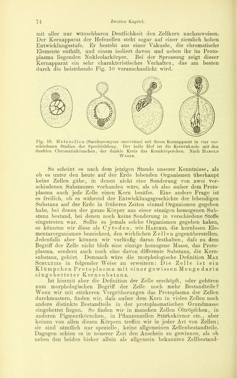mit aller nur wünschbaren Deutlichkeit den Zellkern nachzuweisen. Der Kernapparat der Hefezellen steht sogar auf einer ziemlich hohen Entwicklungsstufe. Er besteht aus einer Vakuole, die chromatische Elemente enthält, und einem isoliert davon und neben ihr im Proto- plasma liegenden Nukleolarkörper. Bei der Sprossung zeigt dieser Kernapparat ein sehr charakteristisches Verhalten, das am besten durch die beistehende Fig. 10 veranschaulicht wird. Fig. 10. Hefezelle 11 (Saccharomyces cerevisiae) mit ihrem Kernapparat in vier ver- schiedenen Stadien der Sprofsbilduiig’. Der helle Hof ist die Kernvakuole mit den dunklen Chromatinkörnchen, der dunkle Kreis das Kernköriierchen. Nach Harold AVager. So scheint es nach dem jetzigen Stande unserer Kenntnisse, als ob es unter den heute auf der Erde lebenden Organismen überhaupt keine Zellen gäbe, in denen nicht eine Sonderung von zwei ver- schiedenen Substanzen vorhanden wäre, als ob also aufser dem Proto- plasma auch jede Zelle einen Kern besäfse. Eine andere Frage ist es freilich, ob es während der Entwicklungsgeschichte der lebendigen Substanz auf der Erde in früheren Zeiten einmal Organismen gegeben habe, bei denen der ganze Körper aus einer einzigen homogenen Sub- stanz bestand, bei denen noch keine Sonderung in verschiedene Stoffe eingetreten war. Sollte es jemals solche Organismen gegeben haben, so könnten wir diese als Cytoden, wie Haeckel die kernlosen Ele- mentarorganismen bezeichnet, den wirklichen Zellen gegenüberstellen. Jedenfalls aber können wir vorläufig daran festhalten, dafs zu dem Begriff der Zelle nicht blofs eine einzige homogene Masse, das Proto- plasma, sondern auch noch eine davon differente Substanz, die Kern- substanz, gehört. Demnach wäre die morphologische Definition Max ScHULTZEs in folgender Weise zu erweitern: Die Zelle ist ein Klümpchen Protoplasma mit einer gewissen Menge darin eingebetteter Kernsubstanz. Ist hiermit aber die Definition der Zelle erschöpft, oder gehören zum morphologischen Begriff der Zelle noch mehr Bestandteile? Wenn wir mit stärkeren Vergröfserungen das Protoplasma der Zellen durchmustern, finden wir, dafs aufser dem Kern in vielen Zellen noch andere distinkte Bestandteile in der protoplasmatischen Grundmasse eingebettet liegen. So finden wir in manchen Zellen Oltröpfchen, in anderen Pigmentkörnchen, in Pflanzenzellen Stärkekörner etc., aber keinen von allen diesen Körpern treffen wir in jeder Art von Zellen; sie sind sämtlich nur spezielle, keine allgemeinen Zellenbestandteile. Dagegen schien es in neuerer Zeit den Anschein zu gewinnen, als ob neben den beiden bisher allein als allgemein bekannten Zellbestand-