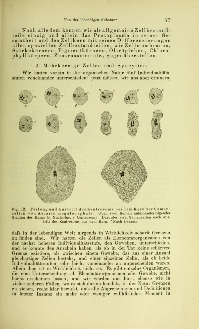 Fig. 12. Teilung und Austritt des Zentrosoms bei dem Kern der Samen- zellen von Ascaris megalocephala. Oben zwei Reihen aufeinanderfolgender Stadien des Kerns {n Nucleolus, c Centrosom). Darunter zwei Samenzellen nach Aus- tritt des Zentrosoms aus dem Kern. * Nach Brauer. dafs in der lebendigen Welt nirgends in Wirklichkeit scharfe Grenzen zu finden sind. Wir hatten die Zellen als Eleinentarorganismen von der nächst höheren Individualitätsstufe, den Geweben, unterschieden, und es könnte den Anschein haben, als ob in der Tat keine schärfere Grenze existiere, als zwischen einem Gewebe, das aus einer Anzahl gleichartiger Zellen besteht, und einer einzelnen Zelle, als ob beide Individualitätsstufen sehr leicht voneinander zu unterscheiden wären. Allein dem ist in Wirklichkeit nicht so. Es gibt einzelne Organismen, die eine Unterscheidung, ob Elementarorganismen oder Gewebe, nicht leicht erscheinen lassen, und wir werden uns hier, ebenso wie in vielen anderen Fällen, wo es sich darum handelt, in der Natur Grenzen zu ziehen, recht klar bewufst, dafs alle Abgrenzungen und Definitionen in letzter Instanz ein mehr oder weniger willkürliches Moment in Nach alledem können wir als allgemeine Zellbestand- teile einzig und allein das Protoplasma in seiner Ge- samtheit und denZellkern mit seinen D i ff e renz i er ungen allen speziellen Zellbestandteilen, wie Zellmembranen, Stärkekörnern, Pigmentkörnern, Oltröpfchen, Chloro- phyllkörpern, Zentrosomen etc., gegenüberstellen. 3. Mehr kernige Zellen und Syncytien. Wir hatten vorhin in der organischen Natur fünf Individualitäts- stufen voneinander unterschieden; jetzt müssen wir uns aber erinnern.