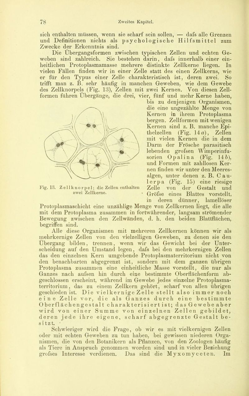 — dafs alle Grenzen Hilfsmittel sich enthalten müssen, wenn sie scharf sein sollen, und Definitionen nichts als psychologische Zwecke der Erkenntnis sind. Die Übergangsformen zwischen typischen Zellen und echten weben sind zahlreich. Sie bestehen darin, dafs innerhalb einer heitlichen Protoplasmamasse mehrere distinkte Zellkerne liegen, vielen Fällen finden wir in einer Zelle statt des einen Zellkerns, er für den Typus einer Zelle charakteristisch ist, deren zwei. Fig. 18. Zellknorpel; die Zellen enthalten zwei Zellkerne. zum Ge- ein- In wie So trifft man z. B. sehr häufig in manchen Geweben, wie dem Gewebe des Zellknorpels (Fig. 13), Zellen mit zwei Kernen. Von diesen Zell- formen führen Übergänge, die drei, vier, fünf und mehr Kerne haben, bis zu denjenigen Organismen, die eine ungezählte Menge von Kernen in ihrem Protoplasma bergen. Zellformen mit wenigen Kernen sind z. B. manche Epi- thelzellen (Fig. 14 a), Zellen mit vielen Kernen die in dem Darm der Frösche parasitisch lebenden grofsen Wimperinfu- sorien Opalin a (Fig. 14&), und Formen mit zahllosen Ker- nen finden wir unter den Meeres- algen, unter denen z. B. Cau- lerpa (Fig. 15) eine riesige Zelle von der Gestalt und Gröfse eines Blattes vorstellt, in deren dünner, lamellöser Protoplasmaschicht eine unzählige Menge von Zellkernen liegt, die alle mit dem Protoplasma zusammen in fortwährender, langsam strömender Bewegung zwischen den Zellwänden, d. h. den beiden Blattflächen, begriffen sind. Alle diese Organismen mit mehreren Zellkernen können wir als mehrkernige Zellen von den vielzelligen Geweben, zu denen sie den Übergang bilden, trennen, wenn wir das Gewicht bei der Unter- scheidung auf den Umstand legen, dafs bei den mehrkernigen Zellen das den einzelnen Kern umgebende Protoplasmaterritorium nicht von den benachbarten abgegrenzt ist, sondern mit dem ganzen übrigen Protoplasma zusammen eine einheitliche Masse vorstellt, die nur als Ganzes nach aufsen hin durch eine bestimmte Oberflächenform ab- geschlossen erscheint, während im Gewebe jedes einzelne Protoplasma- territorium, das zu einem Zellkern gehört, scharf von allen übrigen geschieden ist. Die vielkernige Zelle stellt also immer noch eine Zell e vor, die als Ganzes durch eine bestimmte Oberflächengestalt charakterisiert ist; das Gewebe aber wird von einer Summe von einzelnen Zellen gebildet, deren jede ihre eigene, scharf abgegrenzte Gestalt be- sitzt. ' Schwieriger wird die Frage, ob wir es mit vielkernigen Zellen oder mit echten Geweben zu tun haben, bei gewissen niederen Orga- nismen, die von den Botanikern als Pflanzen, von den Zoologen häufig als Tiere in Anspruch genommen worden sind und in vieler Beziehung grofses Interesse verdienen. Das sind die Myxomyceten. Im
