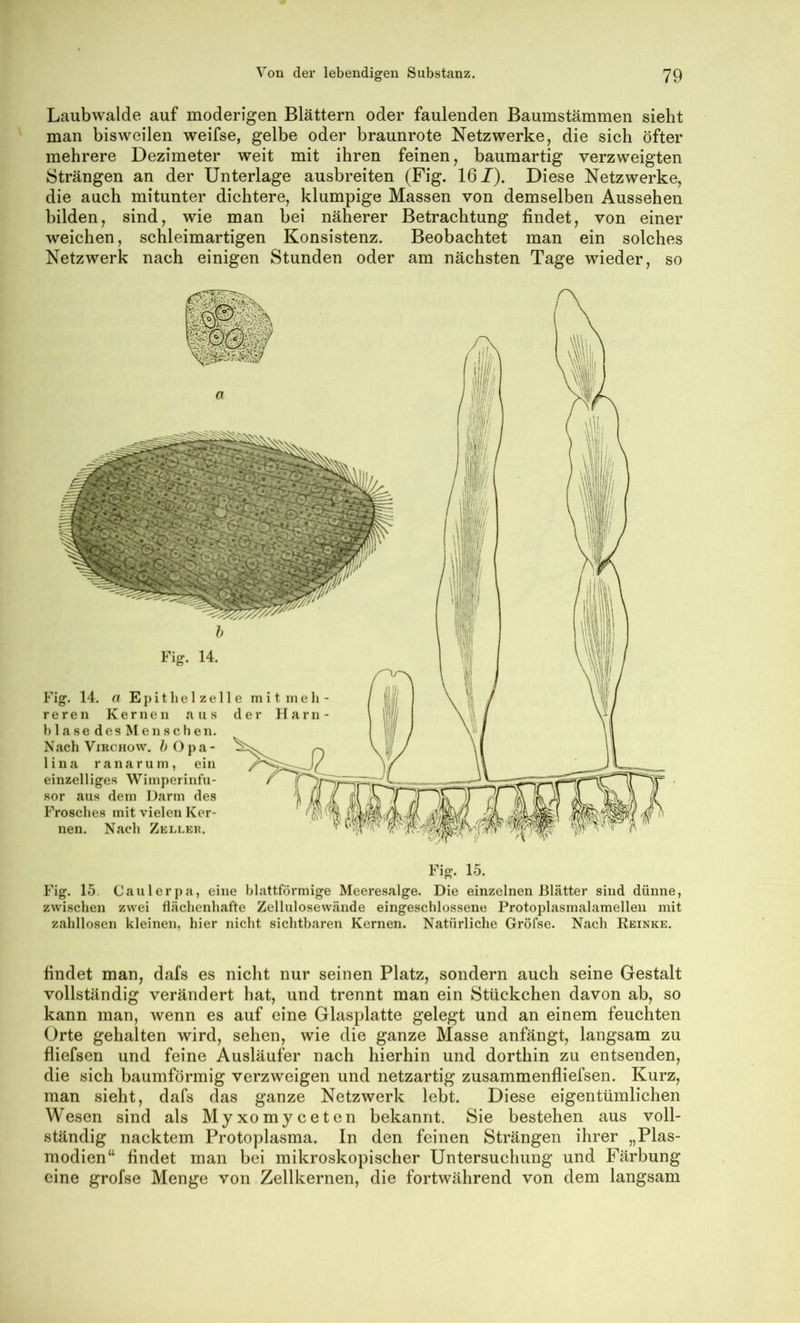 Laubwalde auf moderigen Blättern oder faulenden Baumstämmen sieht man bisweilen weifse, gelbe oder braunrote Netzwerke, die sich öfter mehrere Dezimeter weit mit ihren feinen, baumartig verzweigten Strängen an der Unterlage ausbreiten (Fig. 167). Diese Netzwerke, die auch mitunter dichtere, klumpige Massen von demselben Aussehen bilden, sind, wie man bei näherer Betrachtung findet, von einer weichen, schleimartigen Konsistenz. Beobachtet man ein solches Netzwerk nach einigen Stunden oder am nächsten Tage wieder, so Fig. 14. n Epitbe 1 ze 11 e mitmeli r e r e n Kernen aus der Harn b 1 a s e d e s M e n s c b e n. Nach ViRCHOw. />Opa- r lina ranarum, ein einzelliges Wimperinfu- r sor aus dem Darm des 4 ß Frosches mit vielen Ker- < f;! nen. Nach Zeller. Fig. 15. Fig. 15. Caulerpa, eine blattförmige Meeresalge. Die einzelnen Blätter sind dünne, zwischen zwei flächenhafte Zellulosewände eingeschlossene Protoplasmalamellen mit zahllosen kleinen, hier nicht sichtbaren Kernen. Natürliche Gröfse. Nach Reinke. findet man, dafs es nicht nur seinen Platz, sondern auch seine Gestalt vollständig verändert hat, und trennt man ein Stückchen davon ab, so kann man, wenn es auf eine Glasplatte gelegt und an einem feuchten Orte gehalten wird, sehen, wie die ganze Masse anfängt, langsam zu fliefsen und feine Ausläufer nach hierhin und dorthin zu entsenden, die sich baumförmig verzweigen und netzartig zusammenfliefsen. Kurz, man sieht, dafs das ganze Netzwerk lebt. Diese eigentümlichen Wesen sind als Myxomyceten bekannt. Sie bestehen aus voll- ständig nacktem Protoplasma. In den feinen Strängen ihrer „Plas- modien“ findet man bei mikroskopischer Untersuchung und Färbung eine grofse Menge von Zellkernen, die fortwährend von dem langsam