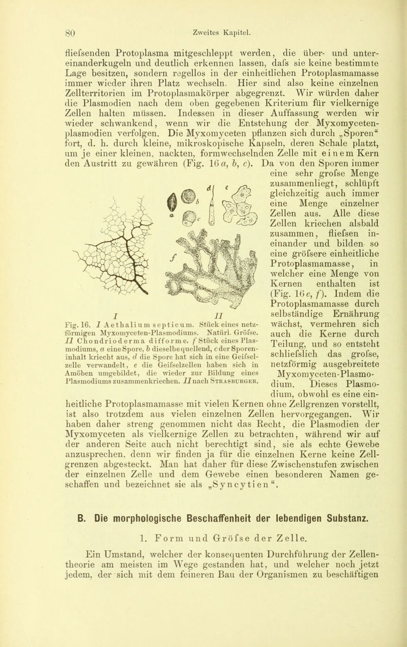 fliefsenden Protoplasma mitgeschleppt werden, die über- und unter- einanderkugeln und deutlich erkennen lassen, dafs sie keine bestimmte Lage besitzen, sondern regellos in der einheitlichen Protoplasmamasse immer wieder ihren Platz wechseln. Hier sind also keine einzelnen Zellterritorien im Protoplasmakörper abgegrenzt. Wir würden daher die Plasmodien nach dem oben gegebenen Kriterium für vielkernige Zellen halten müssen. Indessen in dieser Auffassung werden wir wieder schwankend, wenn wir die Entstehung der Myxomyceten- plasmodien verfolgen. Die Myxomyceten pflanzen sich durch „Sporen“ fort, d. h. durch kleine, mikroskopische Kapseln, deren Schale platzt, um je einer kleinen, nackten, formwechselnden Zelle mit einem Kern den Austritt zu gewähren (Fig. 16 a, &, c). Da von den Sporen immer eine sehr grofse Menge zusammenliegt, schlüpft gleichzeitig auch immer eine Menge einzelner Zellen aus. Alle diese Zellen kriechen alsbald zusammen, fliefsen in- einander und bilden- so eine gröfsere einheitliche Protoplasmamasse, in welcher eine Menge von Kernen enthalten ist (Fig. 16 e, /). Indem die Protoplasmamasse durch selbständige Ernährung wächst, vermehren sich auch die Kerne durch Teilung, und so entsteht schliefslich das netzförmig ausgebreitete Myxomyceten-Plasmo- dium. Dieses Plasmo- dium, obwohl es eine ein- heitliche Protoplasmamasse mit vielen Kernen ohne Zellgrenzen vorstellt, ist also trotzdem aus vielen einzelnen Zellen hervorgegangen. Wir haben daher streng genommen nicht das Recht, die Plasmodien der ^lyxomyceten als vielkernige Zellen zu betrachten, während wir auf der anderen Seite auch nicht berechtigt sind, sie als echte Gewebe anzusprechen, denn wir finden ja für die einzelnen Kerne keine Zell- grenzen abgesteckt. Man hat daher für diese Zwischenstufen zwischen der einzelnen Zelle und dem Gewebe einen besonderen Namen ge- schaffen und bezeichnet sie als „Syncytien“. Fig. 16. 1 Aetlialiumsepticum. Stück eines netz- förmigen Myxomyceten-Plasmodiiims. Natüri. Gröfse. II Chondriod erma difforme. f Stück eines Plas- modiums, a eine Spore, h dieselbe quellend, c der Sporen- inhalt kriecht aus, d die Spore hat sich in eine Geifsel- zelle verwandelt, e die Geifselzellen haben sich in Amöben umgebildet, die wieder zur Bildung eines Plasmodiums zusammenkriechen. iJnach Strasburger. B. Die morphologische Beschaffenheit der lebendigen Substanz. 1. Form und Gröfse der Zelle. Ein Umstand, welcher der konsequenten Durchführung der Zellen- theorie am meisten im Wege gestanden hat, und welcher noch jetzt jedem, der sich mit dem feineren Bau der Organismen zu beschäftigen