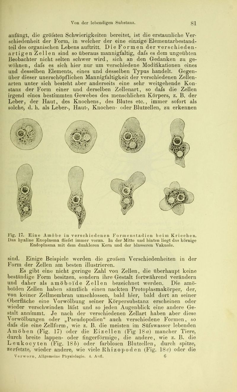antangt, die grölsten Schwierigkeiten bereitet, ist die erstaunliche Ver- schiedenheit der Form, in welcher der eine einzige Elementarbestand- teil des organischen Lebens auftritt. Die Formen der verschieden- artigen Zellen sind so überaus mannigfaltig, dafs es dem ungeübten Beobachter nicht selten schwer wird, sich an den Gedanken zu ge- wöhnen, dafs es sich hier nur um verschiedene Modifikationen eines und desselben Elements, eines und desselben Typus handelt. Gegen- über dieser unerschöpflichen Mannigfaltigkeit der verschiedenen Zellen- arten unter sich besteht aber anderseits eine sehr weitgehende Kon- stanz der Form einer und derselben Zellenart, so dafs die Zellen irgend eines bestimmten Gewebes des menschlichen Körpers, z. B. der Leber, der Haut, des Knochens, des Blutes etc., immer sofort als solche, d. h. als Leber-, Haut-, Knochen- oder Blutzellen, zu erkennen Fig. 17. Eine Amöbe in verschiedenen Formenstadien beim Kriechen. Das hyaline Exoplasma fliefst immer voran. In der Mitte und hinten liegt das körnige Endoplasma mit dem dunkleren Kern und der blässeren Vakuole. sind. Einige Beispiele werden die grofsen Verschiedenheiten in der Form der Zellen am besten illustrieren. Es gibt eine nicht geringe Zahl von Zellen, die überhaupt keine beständige Form besitzen, sondern ihre'Gestalt fortwährend verändern und daher als amöboi'de Zellen bezeichnet werden. Die amö- boiden Zellen haben sämtlich einen nackten Protoplasmakörper, der, von keiner Zellmembran umschlossen, bald hier, bald dort an seiner Oberfläche eine Vorwölbung seiner Körpersubstanz erscheinen oder wieder verschwinden läfst und so jeden Augenblick eine andere Ge- stalt annimmt. Je nach der verschiedenen Zellart haben aber diese Vorwölbungen oder „Pseudopodien“ auch verschiedene Formen, so dals die eine Zellform, wie z. B. die meisten im Süfswasser lebenden Amöben (Fig. 17) oder die Eizellen (Fig 18a) mancher Tiere, durch breite lappen- oder fingerförmige, die andere, wie z. B. die Leukocyten (Fig. ISh) oder farblosen Blutzellen, durch spitze, zerfetzte, wieder andere, wie viele Rhizopöden (Fig. 18c) oder die Verworn, Allgemeine Physiologie. 4. Anll. 6