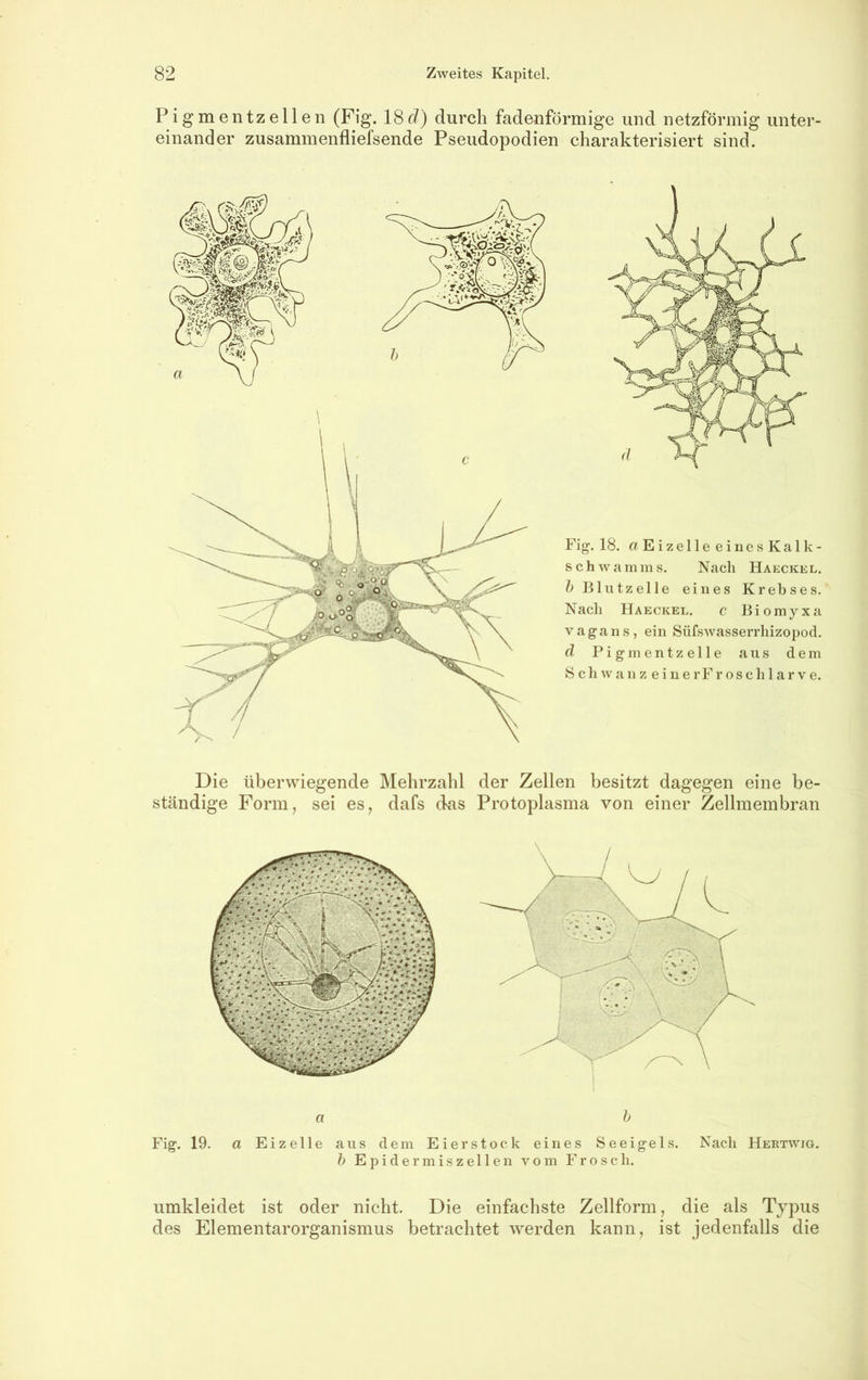 Pigmentzellen (Fig. 18durch fadenförmige und netzförmig unter- einander zusammenfliefsende Pseudopodien charakterisiert sind. Fig. 18. aEizelleeinesKalk- schwamms. Nach Haeckel. h Blutzelle eines Krebses. Nach Haeckel. e Biomyxa vagari s, ein Süfswasserrhizopod. d P i g in e n t z e 11 e aus dem S c h w a n z e i n e r F r o s c h 1 a r V e. Die überwiegende IVIehrzahl der Zellen besitzt dagegen eine be- ständige Form, sei es, dafs das Protoplasma von einer Zellmembran a h Fig. 19. a Eizelle aus dem Eier stock eines Seeigels. Nach Hertwig. h E pidermiszel 1 en vom Frosch. umkleidet ist oder nicht. Die einfachste Zellform, die als Typus des Elementarorganismus betrachtet werden kann, ist jedenfalls die