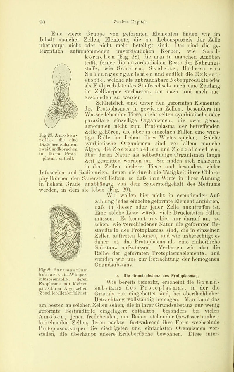 Eine vierte Gruppe von geformten Elementen linden wir im Inhalt mancher Zellen, Elemente, die am Lebensprozefs der Zelle überhaupt nicht oder nicht mehr beteiligt sind. Das sind die ge- legentlich aufgenommenen unverdaulichen Körper, wie Sand- körnchen (Fig. 28), die man in manchen Amöben trifft, ferner die unverdaulichen Reste der Nahrungs- stoffe, wie Schalen, Skelette, Hülsen von Nahrungsorganismen und endlich die Exkret- Stoffe, welche als unbrauchbare Nebenprodukte oder als Endprodukte des Stoffwechsels noch eine Zeitlang im Zellkörper verharren, um nach und nach aus- geschieden zu werden. Schlielslich sind unter den geformten Elementen des Protoplasmas in gewissen Zellen, besonders im Wasser lebender Tiere, nicht selten symbiotische oder parasitäre einzellige Organismen, die zwar genau genommen nicht zum Protoplasma der betreffenden Zelle gehören, die aber in einzelnen Fällen eine wich- tige Rolle im Leben ihres Wirtes spielen. Solche symbiotische Organismen sind vor allem manche Algen, die Zooxanthe 11 en und Zoochlorellen, über deren Natur als selbständige Organismen lange Zeit gestritten worden ist. Sie linden sich zahlreich in den Zellen niederer Tiere und besonders vieler Infusorien und Radiolarien, denen sie durch die Tätigkeit ihrer Chloro- phyllkörper den Sauerstoff liefern, so dafs ihre Wirte in ihrer Atmung in hohem Grade unabhängig von dem Sauerstoffgehalt des 'Mediums sie leben (Fig. 29). M ir Avollen hier nicht in ermüdender Auf- zählung jedes einzelne geformte Element anführen, dafs in dieser oder jener Zelle anzutreffen ist. Eine solche Liste würde viele Druckseiten füllen müssen. Es kommt uns hier nur darauf an, zu sehen, wie verschiedener Natur die geformten Be- standteile des Protoplasmas sind, die in einzelnen Zellen auftreten können, und wie unberechtigt es daher ist, das Protoplasma als eine einheitliche Substanz aufzufassen. Verlassen wir also die Reihe der geformten Protoplasmaelemente, und wenden wir uns zur Betrachtung der homogenen Grundsubstanz. Fig’.28. Amöben- z el 1 e, die eine Diatoineenschale ii. zwei Sandkörnclien ihrem Proto- plasma entliält. in werden, in dem Fig.29. P a r a m a e c i u m b u r s a r i a ,eineWimper- infiisorienzelle, deren Exoplasma mit kleinen parasitären Algenzellen (Zooclilorellen)erfüllt ist. b. Die Grundsubstanz des Protoplasmas. Wie bereits bemerkt, erscheint die Grund- substanz des Protoplasmas, in der die Granula etc. eingebettet sind, bei oberflächlicher Betrachtung vollständig homogen. Man kann das am besten an solchen Zellen sehen, die in ihrer Grundsubstanz nur wenig geformte Bestandteile eingelagert enthalten, besonders bei vielen Amöben, jenen freilebenden, am Boden stehender Gewässer umher- kriechenden Zellen, deren nackte, fortwährend ihre Form wechselnde Protoplasmakörper die niedrigsten und einfachsten Organismen vor- stellen, die überhaupt unsere Erdoberfläche bewohnen. Diese inter-