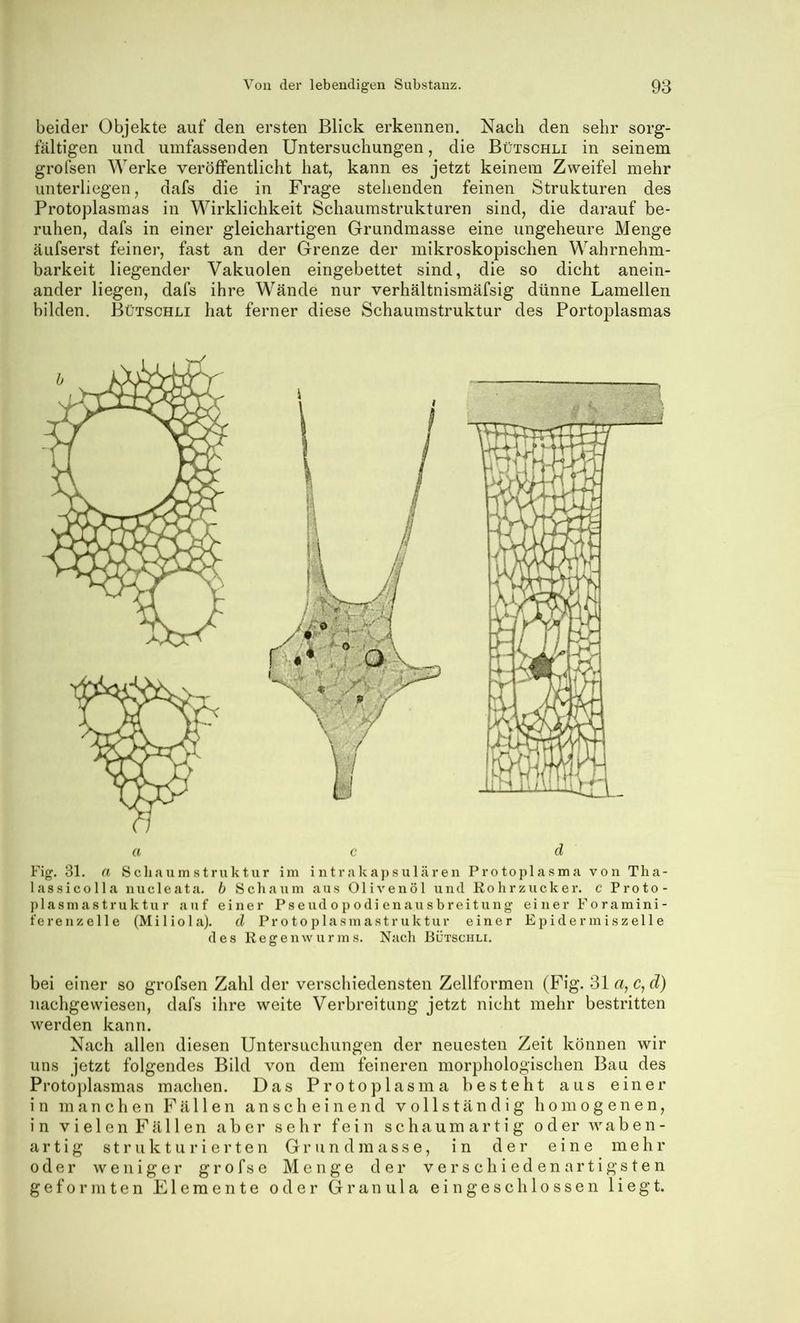 beider Objekte auf den ersten Blick erkennen. Nach den sehr sorg- fältigen und umfassenden Untersuchungen, die Bütschli in seinem grofsen Werke veröffentlicht hat, kann es jetzt keinem Zweifel mehr unterliegen, dafs die in Frage stehenden feinen Strukturen des Protoplasmas in Wirklichkeit Schaumstrukturen sind, die darauf be- ruhen, dafs in einer gleichartigen Grundmasse eine ungeheure Menge äufserst feiner, fast an der Grenze der mikroskopischen Wahrnehm- barkeit liegender Vakuolen eingebettet sind, die so dicht anein- ander liegen, dafs ihre Wände nur verhältnismäfsig dünne Lamellen bilden. Bütschli hat ferner diese Schaumstruktur des Portoplasmas a c d Fig. 31. a S eil a u m s t ru k t u r im intrakapsulären Protoplasma von Tha- lass i c o 11 a nuc 1 eata. b Schaum aus Olivenöl und Rohrzucker, c Proto- plasmastruktur auf einer Pseud op odi enausbreitung ei ner Fo ramini- ierenzelle (Miliola). d Protoplasmastruktur einer EjDidermiszelle des Regenwurms. Nach Bütschli. bei einer so grofsen Zahl der verschiedensten Zellformen (Fig. 31 a, c, d) nachgewiesen, dafs ihre weite Verbreitung jetzt nicht mehr bestritten werden kann. Nach allen diesen Untersuchungen der neuesten Zeit können wir uns jetzt folgendes Bild von dem feineren morphologischen Bau des Protoplasmas machen. Das Protoplasma besteht aus einer in manchen Fällen anscheinend vollständig homogenen, in V i e 1 e n F ä 11 e n aber sehr fein s c h a u m a r t i g o d er w a b en- a r t i g strukturierten G r u n d m a s s e, in der eine mehr oder weniger grofse Menge der verschiedenartigsten geformten Elemente oder Granula eingeschlossen liegt.