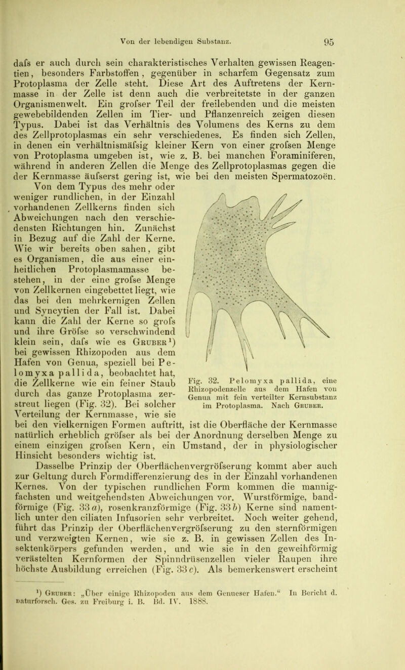 dafs er auch durch sein charakteristisches Verhalten gewissen Reagen- tien, besonders Farbstoffen , gegenüber in scharfem Gegensatz zum Protoplasma der Zelle steht. Diese Art des Auftretens der Kern- masse in der Zelle ist denn auch die verbreitetste in der ganzen Organismenwelt. Pkn grofser Teil der freilebenden und die meisten gewebebildenden Zellen im Tier- und Pflanzenreich zeigen diesen Typus. Dabei ist das Verhältnis des Volumens des Kerns zu dem des Zellprotoplasmas ein sehr verschiedenes. Es finden sich Zellen, in denen ein verhältnismäfsig kleiner Kern von einer grofsen Menge von Protoplasma umgeben ist, wie z. B. bei manchen Foraminiferen, während in anderen Zellen die Menge des Zellprotoplasmas gegen die der Kernmasse äufserst gering ist, wie bei den meisten Spermatozoen. Von dem Typus des mehr oder weniger rundlichen, in der Einzahl , vorhandenen Zellkerns finden sich Abweichungen nach den verschie- densten Richtungen hin. Zunächst in Bezug auf die Zahl der Kerne. Wie wir bereits oben sahen, gibt es Organismen, die aus einer ein- heitlichen Protoplasmamasse be- stehen, in der eine grofse Menge von Zellkernen eingebettet liegt, wie das bei den mehrkernigen Zellen und Syncytien der Fall ist. Dabei kann die Zahl der Kerne so grofs und ihre Gröfse so verschwindend klein sein, dafs wie es Gruber^) bei gewissen Rhizopoden aus dem Hafen von Genua, speziell bei Pe- lomyxa pallida, beobachtet hat, die Zellkerne wie ein feiner Staub durch das ganze Protoplasma zer- streut liegen (Fig. 82). Bei solcher Verteilung der Kernmasse, wie sie bei den vielkernigen Formen auftritt, ist die Oberfläche der Kernmasse natürlich erheblich gröfser als bei der Anordnung derselben Menge zu einem einzigen grofsen Kern, ein Umstand, der in physiologischer Hinsicht besonders wichtig ist. Dasselbe Prinzip der Oberfiächenvergröfserung kommt aber auch zur Geltung durch Formdifferenzierung des in der Einzahl vorhandenen Kernes. Von der typischen rundlichen Form kommen die mannig- fachsten und weitgehendsten Abweichungen vor. Wurstförmige, band- förmige (Fig. 83 6J), rosenkranzförmige (Fig. 88 5) Kerne sind nament- lich unter den ciliaten Infusorien sehr verbreitet. Noch weiter gehend, führt das Prinzip der Oberfiächenvergröfserung zu den sternförmigen und verzweigten Kernen, wie sie z. B. in gewissen Zellen des In- sektenkörpers gefunden werden, und wie sie in den geweihförmig verästelten Kernformen der Spinndrüsenzellen vieler Raupen ihre höchste Ausbildung erreichen (Fig. 83 c). Als bemerkenswerterscheint ’) Gkubkr: „LTber eiiiij?e Kliizopoden aus dem Genueser Hafen.“ In Bericht d. naturforsch. Ges. zu Freiburg’ i. B. Bd. IV. 1888. im Protoplasma. Nach Gbuber.