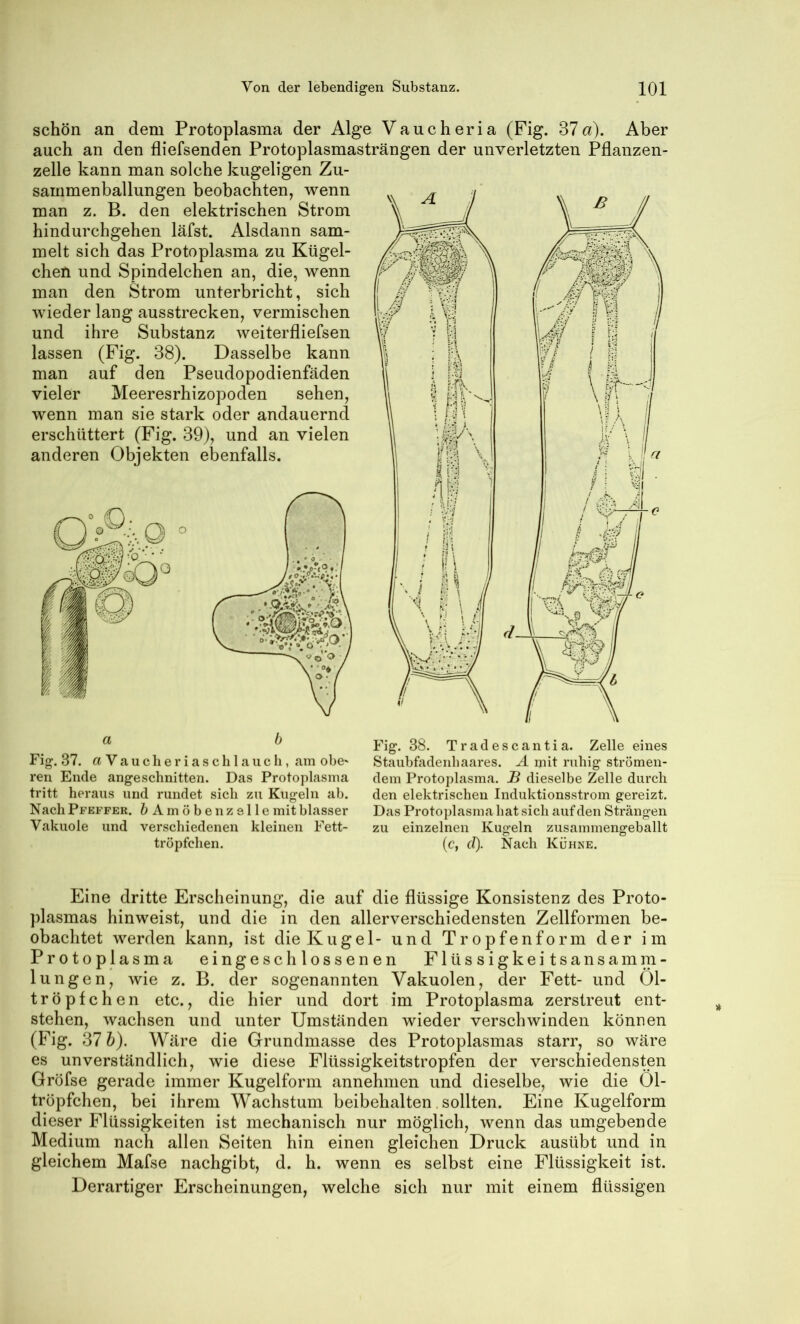schön an dem Protoplasma der Alge Vaucheria (Fig. ^1 a). Aber auch an den fliefsenden Protoplasmasträngen der unverletzten Pflanzen- zelle kann man solche kugeligen Zu- sammenballungen beobachten, wenn man z. B. den elektrischen Strom hindurchgehen läfst. Alsdann sam- melt sich das Protoplasma zu Kügel- chen und Spindelchen an, die, wenn man den Strom unterbricht, sich wieder lang ausstrecken, vermischen und ihre Substanz weiterfliefsen lassen (Fig. 38). Dasselbe kann man auf den Pseudopodienfäden vieler Meeresrhizopoden sehen, wenn man sie stark oder andauernd erschüttert (Fig. 39), und an vielen anderen Objekten ebenfalls. a 0 Fig, 37. « V a u c h e r i a s c h 1 ca u c li, am obe* reri Ende angeschnitten. Das Protoplasma tritt heraus und rundet sich zu Kugeln ab. Nach Pfeffer. ^Amöben zelle mit blasser Vakuole und verschiedenen kleinen Fett- tröpfclien. Fig. 38. Tradescantia. Zelle eines Staubfadenhaares. A mit ruhig strömen- dem Protoplasma. JB dieselbe Zelle durch den elektrischen Induktionsstrom gereizt. Das Protoplasma hat sich auf den Strängen zu einzelnen Kugeln zusammengeballt (c, d). Nach Kühne. Eine dritte Erscheinung, die auf die flüssige Konsistenz des Proto- plasmas hinweist, und die in den allerverschiedensten Zellformen be- obachtet werden kann, ist die Kugel- und Tropfenform der im Protoplasma eingeschlossenen Flüssigkeitsansamm- lungen, wie z. B. der sogenannten Vakuolen, der Fett- und 01- tröpfchen etc., die hier und dort im Protoplasma zerstreut ent- stehen, wachsen und unter Umständen wieder verschwinden können (Fig. 37 h). Wäre die Grundmasse des Protoplasmas starr, so wäre es unverständlich, wie diese Flüssigkeitstropfen der verschiedensten Gröfse gerade immer Kugelform annehmen und dieselbe, wie die 01- tröpfchen, bei ihrem Wachstum beibehalten .sollten. Eine Kugelform dieser Flüssigkeiten ist mechanisch nur möglich, wenn das umgebende Medium nach allen Seiten hin einen gleichen Druck ausübt und in gleichem Mafse nachgibt, d. h. wenn es selbst eine Flüssigkeit ist. Derartiger Erscheinungen, welche sich nur mit einem flüssigen