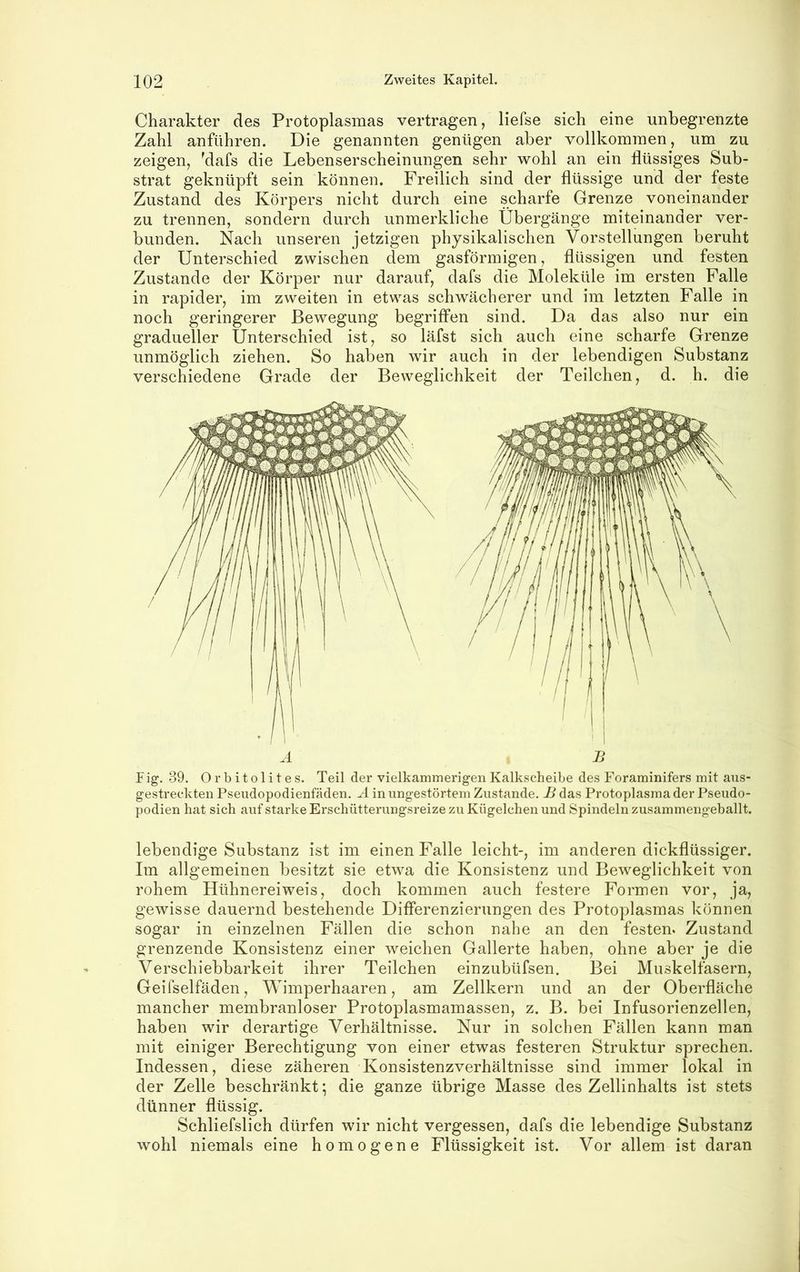 Charakter des Protoplasmas vertragen, liefse sich eine unbegrenzte Zahl anführen. Die genannten genügen aber vollkommen, um zu zeigen, ^dafs die Lebenserscheinungen sehr wohl an ein flüssiges Sub- strat geknüpft sein können. Freilich sind der flüssige und der feste Zustand des Körpers nicht durch eine scharfe Grenze voneinander zu trennen, sondern durch unmerkliche Übergänge miteinander ver- bunden. Nach unseren jetzigen physikalischen Vorstellungen beruht der Unterschied zwischen dem gasförmigen, flüssigen und festen Zustande der Körper nur darauf, dafs die Moleküle im ersten Falle in rapider, im zweiten in etwas schwächerer und im letzten Falle in noch geringerer Bewegung begriffen sind. Da das also nur ein gradueller Unterschied ist, so läfst sich auch eine scharfe Grenze unmöglich ziehen. So haben wir auch in der lebendigen Substanz verschiedene Grade der Beweglichkeit der Teilchen, d. h. die A B F ig. 39. Orbitolites. Teil der vielkammerigen Kalkscheibe des Foraminifers mit aus- gestreckten Pseudopodienfäden. in ungestörtem Zustande. B das Protoplasma der Pseudo- podien hat sich auf starke Erschütterungsreize zu Kügelchen und Spindeln zusammengeballt. lebendige Substanz ist im einen Falle leicht-, im anderen dickflüssiger. Im allgemeinen besitzt sie etwa die Konsistenz und Beweglichkeit von rohem Hühnereiweis, doch kommen auch festere Formen vor, ja, gewisse dauernd bestehende Differenzierungen des Protoplasmas können sogar in einzelnen Fällen die schon nahe an den festen. Zustand grenzende Konsistenz einer weichen Gallerte haben, ohne aber je die Verschiebbarkeit ihrer Teilchen einzubüfsen. Bei Muskelfasern, Geifselfäden, Wimperhaaren, am Zellkern und an der Oberfläche mancher membranloser Protoplasmamassen, z. B. bei Infusorienzellen, haben wir derartige Verhältnisse. Nur in solchen Fällen kann man mit einiger Berechtigung von einer etwas festeren Struktur sprechen. Indessen, diese zäheren Konsistenzverhältnisse sind immer lokal in der Zelle beschränkt; die ganze übrige Masse des Zellinhalts ist stets dünner flüssig. Schliefslich dürfen wir nicht vergessen, dafs die lebendige Substanz wohl niemals eine homogene Flüssigkeit ist. Vor allem ist daran