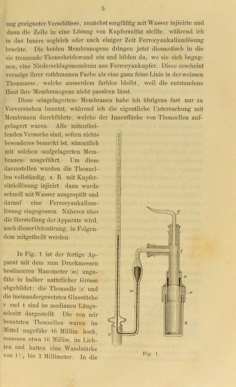 5 ung geeigneter Verschlüsse, zunächst sorgfältig mit Wasser injicirte und dann die Zelle in eine Lösung von Kupfersulfat stellte, während ich in das Innere sogleich oder nach einiger Zeit Ferrocyankaliumlösung brachte. Die beiden Membranogene dringen jetzt diosmotisch in die sie trennende Thonscheidewand ein und bilden da, wo sie sich begeg- nen, eine Niederschlagsmembran aus Ferrocyankupfer. Diese erscheint vermöge ihrer rothbraunen Farbe als eine ganz feine Linie in derweissen Thonmasse, welche ausserdem farblos bleibt, weil die entstandene Haut ihre Membranogene nicht passiren lässt. Diese »eingelagerten« Membranen habe ich übrigens fast nur zu Vorversuchen benutzt, während ich die eigentliche Untersuchung mit Membranen durchführte, welche der Innenfläche von Thonzellen auf- gelagert waren. Alle mitzuthei- lenden Versuche sind, sofern nichts besonderes bemerkt ist, sämmtlich mit solchen »aufgelagerten Mem- branen« ausgeführt. Um diese darzustellen wurden die Thonzel- len vollständig, z. B. mit Kupfer- vitriollösung injicirt. dann wurde schnell mit Wasser ausgespült und darauf eine Ferrocyankalium- lösung eingegossen. Näheres über die Herstellung der Apparate wird, nach dieser Orientirung, in Folgen- dem mitgetheilt werden. In Fig. 1 ist der fertige Ap- parat mit dem zum Druckmessen bestimmten Manometer m) unge- fähr in halber natürlicher Grösse abgebildet; die Thonzelle (z) und die ineinandergesetzten Glasstücke v und t sind im medianen Längs- schnitt dargestellt. Die von mir benutzten Thonzellen waren im Mittel ungefähr Hi Millim. hoch, maassen etwa 16 Millim. im Lich- ten und hatten eine Wandstärke von iy4 bis 2 Millimeter. In die