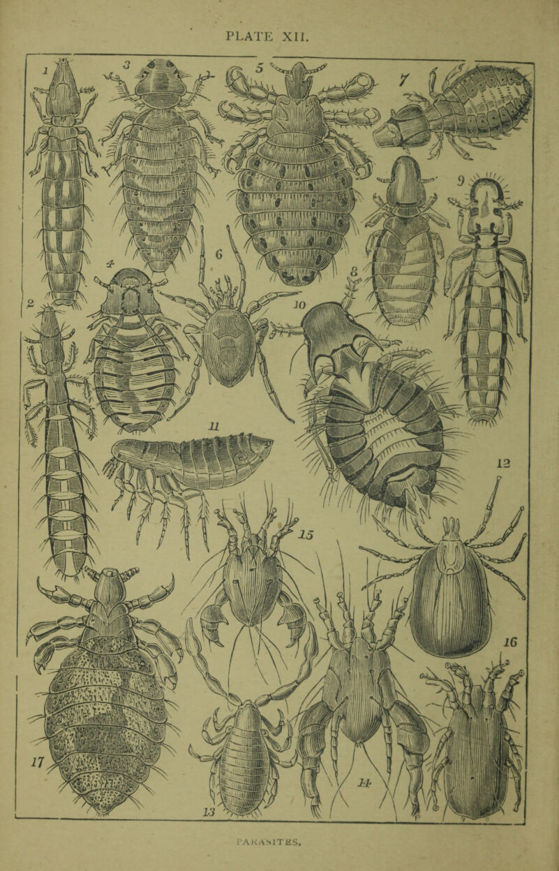 PLATE XII. iAKAsiTES.