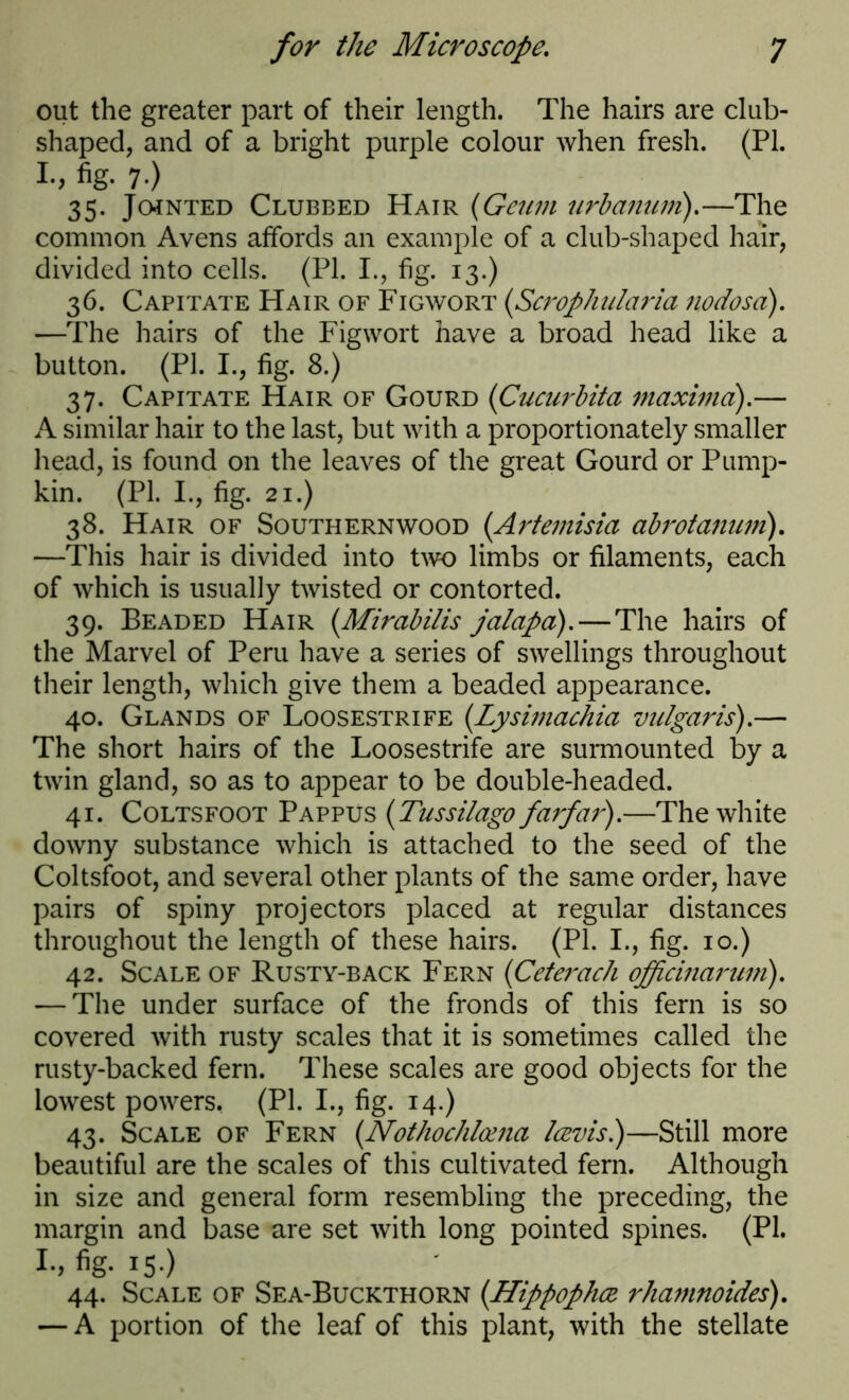 out the greater part of their length. The hairs are club- shaped, and of a bright purple colour when fresh. (PI. I., fig. 7.) 35. Jojnted Clubbed Hair (Gcum urbanum).—The common Avens affords an example of a club-shaped hair, divided into cells. (PI. I., fig. 13.) 36. Capitate Hair of Figwort (ScropJmlaria nodosa). —The hairs of the Figwort have a broad head like a button. (PI. I., fig. 8.) 37. Capitate Hair of Gourd (Cucurbita maxima).— A similar hair to the last, but with a proportionately smaller head, is found on the leaves of the great Gourd or Pump- kin. (PI. I., fig. 21.) 38. Hair of Southernwood (Artemisia abrotamm). —This hair is divided into two limbs or filaments, each of which is usually twisted or contorted. 39. Beaded Hair {Mirabilis jalapa).—The hairs of the Marvel of Peru have a series of swellings throughout their length, which give them a beaded appearance. 40. Glands of Loosestrife (Lysimachia vulgaris).— The short hairs of the Loosestrife are surmounted by a twin gland, so as to appear to be double-headed. 41. Coltsfoot Pappus (Tussilago farfar).—The white downy substance which is attached to the seed of the Coltsfoot, and several other plants of the same order, have pairs of spiny projectors placed at regular distances throughout the length of these hairs. (PI. I., fig. 10.) 42. Scale of Rusty-back Fern (Ceterach officinaruni). — The under surface of the fronds of this fern is so covered with rusty scales that it is sometimes called the rusty-backed fern. These scales are good objects for the lowest powers. (PI. I., fig. 14.) 43. Scale of Fern (Nothochlama lezvis.)—Still more beautiful are the scales of this cultivated fern. Although in size and general form resembling the preceding, the margin and base are set with long pointed spines. (PI. I-, fig. IS ) 44. Scale of Sea-Buckthorn (Hippophcz rhamnoides). — A portion of the leaf of this plant, with the stellate