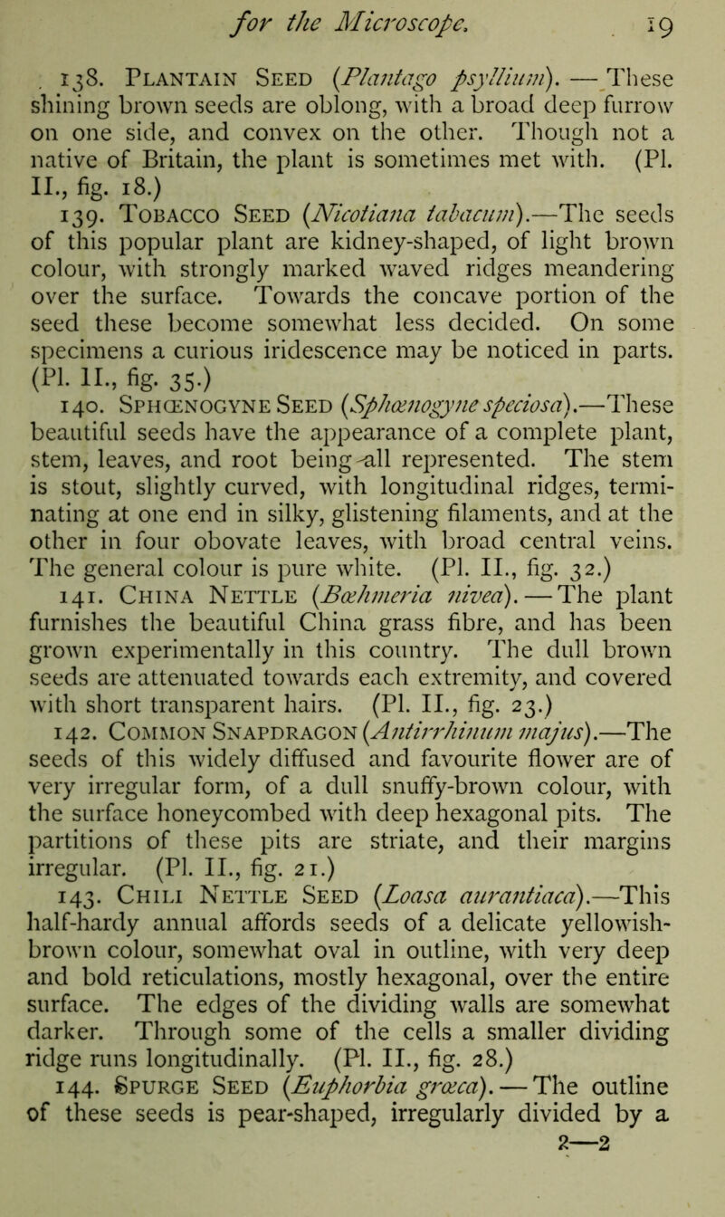 138. Plantain Seed (Plantago psyllium). —These shining brown seeds are oblong, with a broad deep furrow on one side, and convex on the other. Though not a native of Britain, the plant is sometimes met with. (PI. II, fig. 18.) 139. Tobacco Seed (Nicotiana tabacum).—The seeds of this popular plant are kidney-shaped, of light brown colour, with strongly marked waved ridges meandering over the surface. Towards the concave portion of the seed these become somewhat less decided. On some specimens a curious iridescence may be noticed in parts. (pi. 11., % 35.) 140. Sphcenogyne Seed {Sphanogynespeciosci).—These beautiful seeds have the appearance of a complete plant, stem, leaves, and root being-all represented. The stem is stout, slightly curved, with longitudinal ridges, termi- nating at one end in silky, glistening filaments, and at the other in four obovate leaves, with broad central veins. The general colour is pure white. (PI. II, fig. 32.) 141. China Nettle (.Bcehmeria nived). — The plant furnishes the beautiful China grass fibre, and has been grown experimentally in this country. The dull brown seeds are attenuated towards each extremity, and covered with short transparent hairs. (PL II, fig. 23.) 142. Common Snapdragon (Antirrhinum majus).—The seeds of this widely diffused and favourite flower are of very irregular form, of a dull snuffy-brown colour, with the surface honeycombed with deep hexagonal pits. The partitions of these pits are striate, and their margins irregular. (PI. II, fig. 21.) 143. Chili Nettle Seed (Loasa aurantiaca).—This half-hardy annual affords seeds of a delicate yellowish- brown colour, somewhat oval in outline, with very deep and bold reticulations, mostly hexagonal, over the entire surface. The edges of the dividing walls are somewhat darker. Through some of the cells a smaller dividing ridge runs longitudinally. (PI. II, fig. 28.) 144. Spurge Seed {Euphorbia grocca).— The outline of these seeds is pear-shaped, irregularly divided by a 2—2