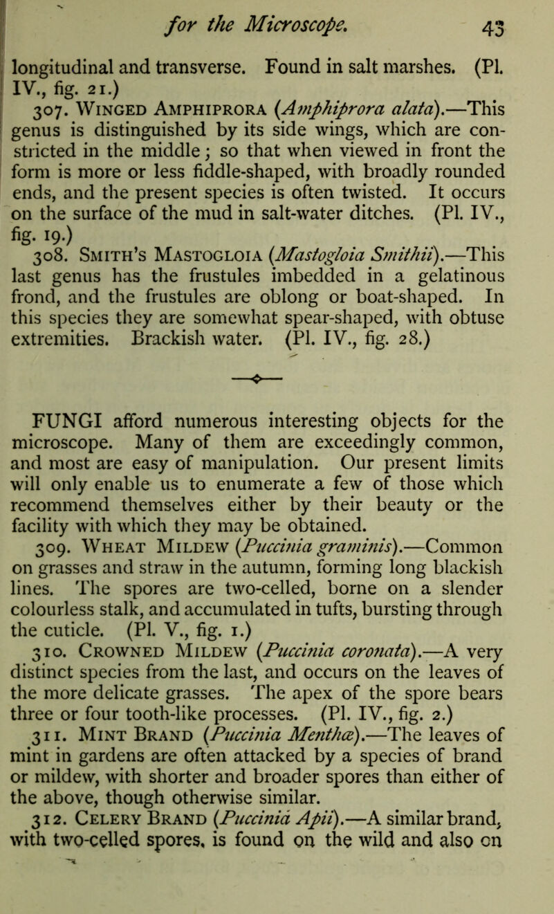 longitudinal and transverse. Found in salt marshes. (PI. I IV., fig. 21.) 307. Winged Amphiprora (Amphiprora alata).—This genus is distinguished by its side wings, which are con- stricted in the middle; so that when viewed in front the form is more or less fiddle-shaped, with broadly rounded ends, and the present species is often twisted. It occurs on the surface of the mud in salt-water ditches. (PI. IV., fig. 19.) 308. Smith’s Mastogloia (Masfog/oia Smithn).—This last genus has the frustules imbedded in a gelatinous frond, and the frustules are oblong or boat-shaped. In this species they are somewhat spear-shaped, with obtuse extremities. Brackish water. (PI. IV., fig. 28.) FUNGI afford numerous interesting objects for the microscope. Many of them are exceedingly common, and most are easy of manipulation. Our present limits will only enable us to enumerate a few of those which recommend themselves either by their beauty or the facility with which they may be obtained. 309. Wheat Mildew (Puccinia graniinis).—Common on grasses and straw in the autumn, forming long blackish lines. The spores are two-celled, borne on a slender colourless stalk, and accumulated in tufts, bursting through the cuticle. (PI. V., fig. 1.) 310. Crowned Mildew (Puccinia corona to).—A very distinct species from the last, and occurs on the leaves of the more delicate grasses. The apex of the spore bears three or four tooth-like processes. (PI. IV., fig. 2.) 311. Mint Brand (Puccinia Mentha).—The leaves of mint in gardens are often attacked by a species of brand or mildew, with shorter and broader spores than either of the above, though otherwise similar. 312. Celery Brand (Puccinia Apii).—A similar brand, with two-celled spores, is found on the wild and also on