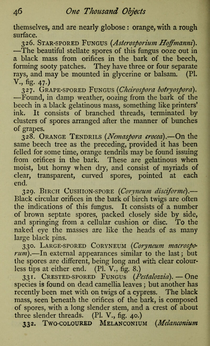 themselves, and are nearly globose : orange, with a rough surface. 326. Star-spored Fungus {Asterosporium Hoffmanni). —The beautiful stellate spores of this fungus ooze out in a black mass from orifices in the bark of the beech, forming sooty patches. They have three or four separate rays, and may be mounted in glycerine or balsam. (PI. V., fig. 47.) 327. Grape-spored Fungus (Cheirospora botryospora). —Found, in damp weather, oozing from the bark of the beech in a black gelatinous mass, something like printers’ ink. It consists of branched threads, terminated by clusters of spores arranged after the manner of bunches of grapes. 328. Orange Tendrils (Nemaspora croceci).—On the same beech tree as the preceding, provided it has been felled for some time, orange tendrils may be found issuing from orifices in the bark. These are gelatinous when moist, but horny when dry, and consist of myriads of clear, transparent, curved spores, pointed at each end. 329. Birch Cushion-spore (Coryneum disciforme).— Black circular orifices in the bark of birch twigs are often the indications of this fungus. It consists of a number of brown septate spores, packed closely side by side, and springing from a cellular cushion or disc. To the naked eye the masses are like the heads of as many large black pins. 330. Large-spored Coryneum (Coryneum macrospo- rum).—In external appearances similar to the last; but the spores are different, being long and with clear colour- less tips at either end. (PL V.. fig. 8.) 331. Crested-spored Fungus (Pestalozzia).—One species is found on dead camellia leaves; but another has recently been met with on twigs of a cypress. The black mass, seen beneath the orifices of the bark, is composed of spores, with a long slender stem, and a crest of about three slender threads. (PI. V., fig. 40.) 332. Two-coloured Melanconium (Mclancotiium
