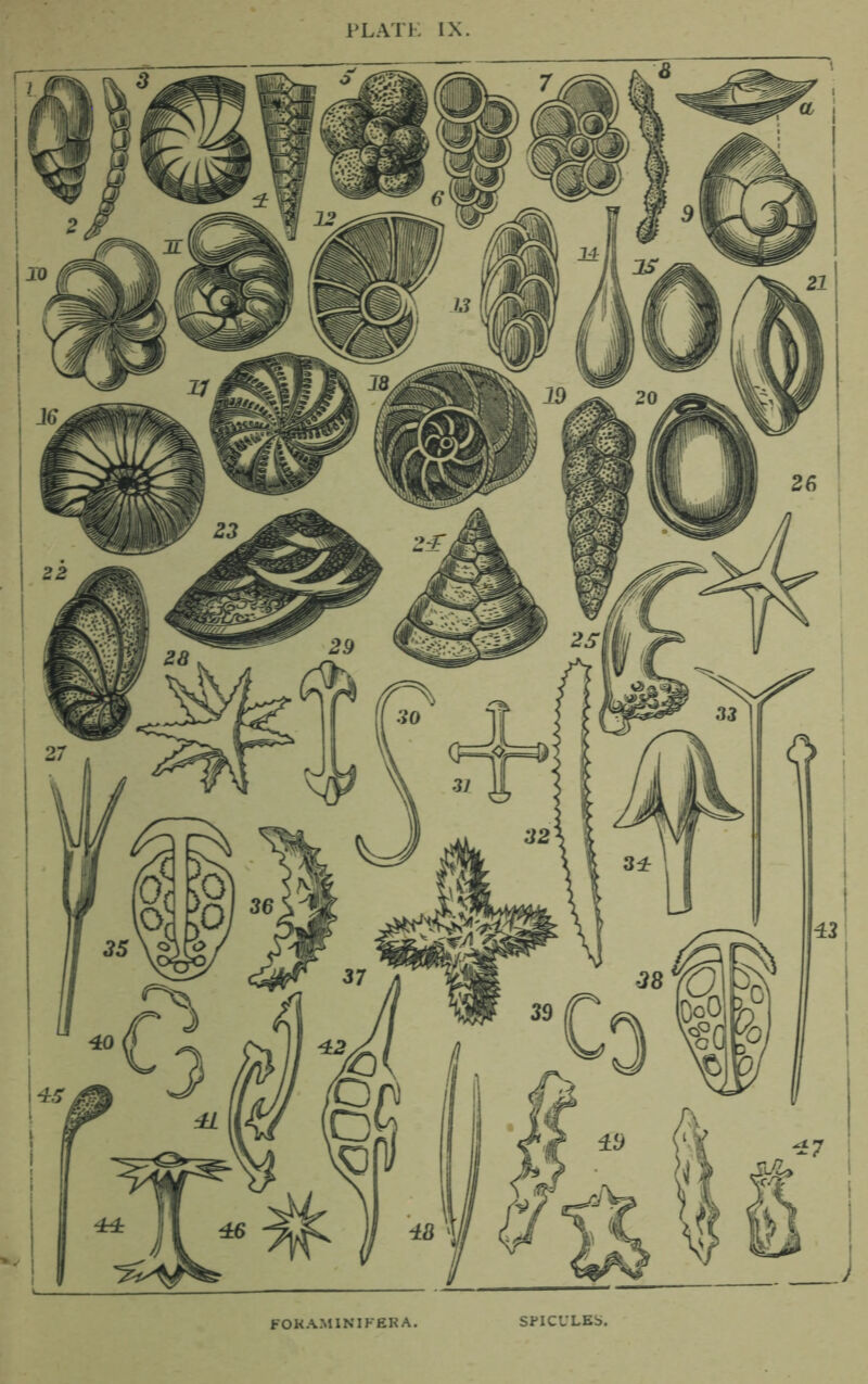 FOKAMINIFERA. SPICULES.