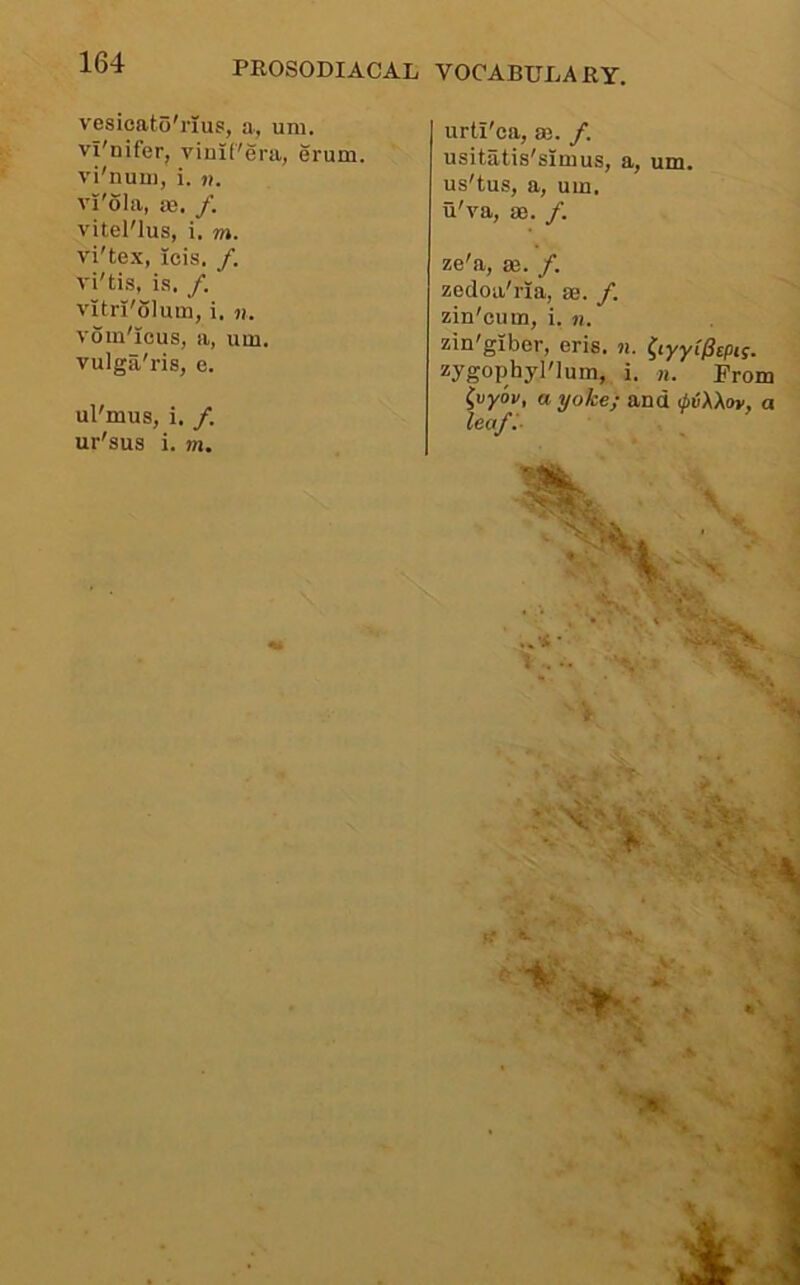 vesicato'rius, a, um. vl'nifer, vinif'era, erum. vi'nuu), i. It. vi'ola, ae. f. vitel'lus, i. m. vi'tex, icis. /. vi'tis, is. /. vitri'olum, i. n. voin'icus, a, um. vulga'ris, e. ul'mus, i. /. ur'sus i. m. urti'ca, as. /. usitatis'simus, a, um. us'tus, a, um. u'va, ae. /. ze'a, as. /. zedoa'rla, ae. /. zin'cum, i. n. zin'giber, eris. a. ^lyyiPepts. zygophyl'lum, i. n. From ^vyov, a yoke; and ^liAXov, a leaf: