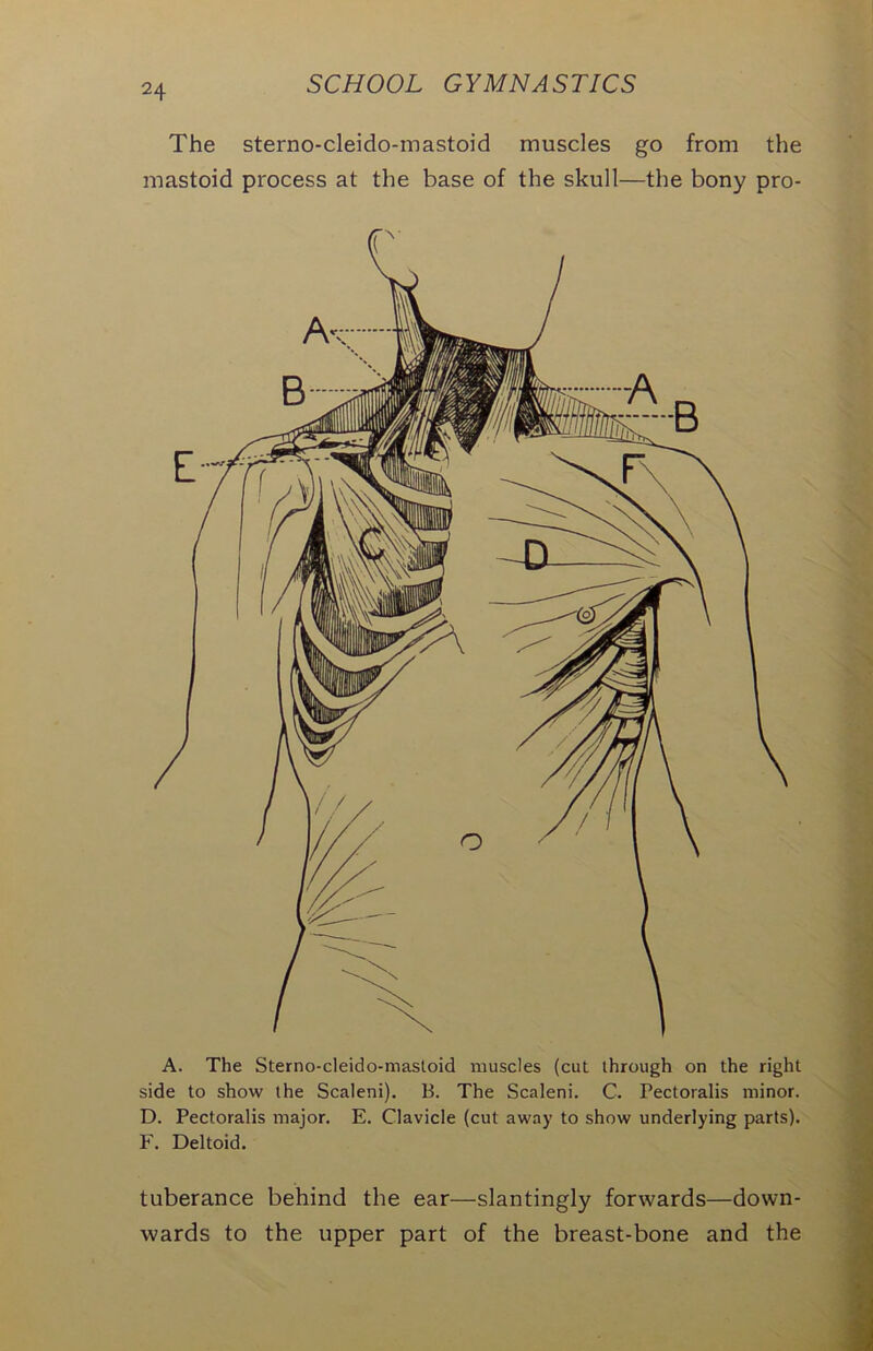 The sterno-cleido-mastoid muscles go from the mastoid process at the base of the skull—the bony pro- A. The Sterno-cleido-mastoid muscles (cut through on the right side to show the Scaleni). B. The Scaleni. C. Pectoralis minor. D. Pectoralis major. E. Clavicle (cut away to show underlying parts). F. Deltoid. tuberance behind the ear—slantingly forwards—down- wards to the upper part of the breast-bone and the