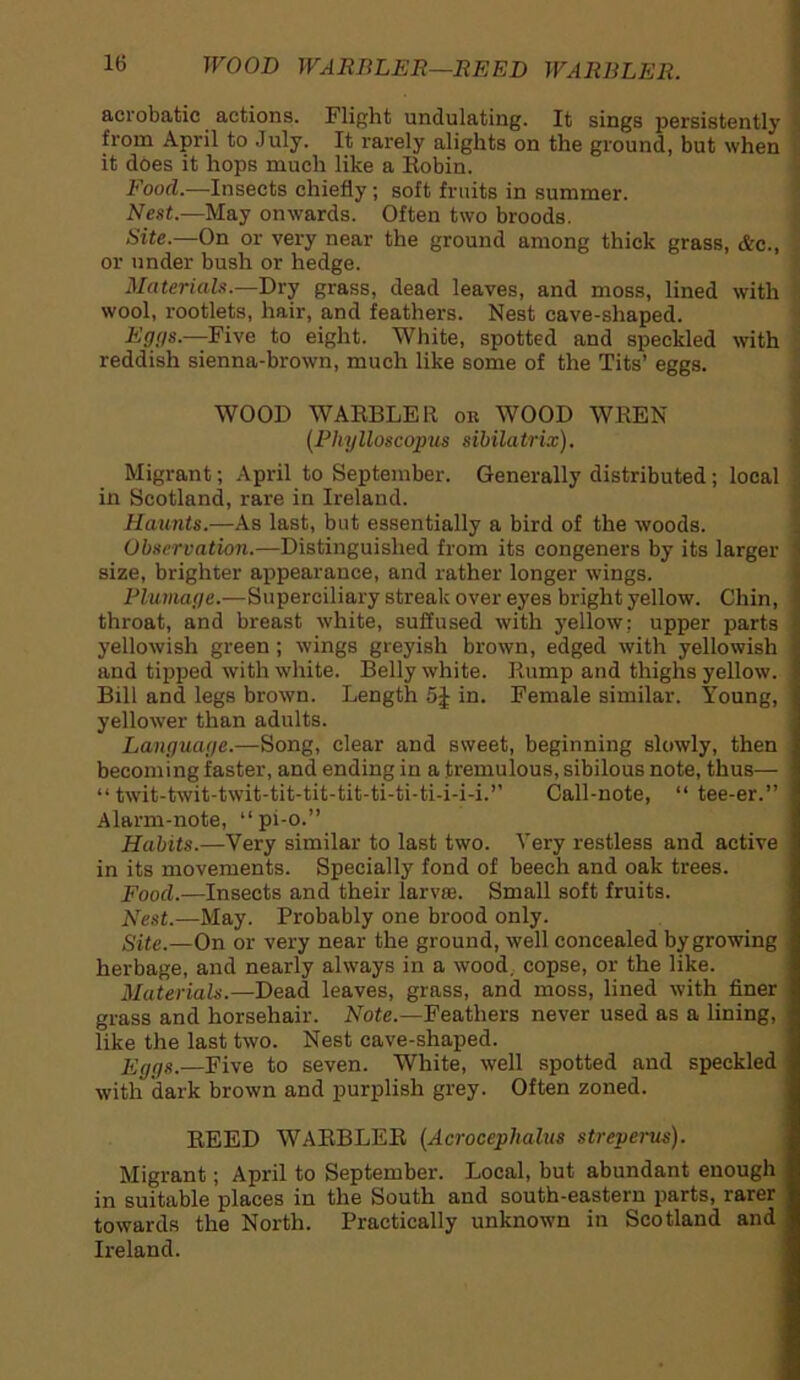 aerobatic actions. Flight undulating. It sings persistently from April to July. It rarely alights on the ground, but when it does it hops much like a Robin. Food.—Insects chiefly; soft fruits in summer. Nest.—May onwards. Often two broods. Site.—On or very near the ground among thick grass, &c., or under bush or hedge. Materials.—Dry grass, dead leaves, and moss, lined with wool, rootlets, hair, and feathers. Nest cave-shaped. Epps.—Five to eight. White, spotted and speckled with reddish sienna-brown, much like some of the Tits’ eggs. WOOD WARBLER or WOOD WREN (Pliylloscopus sibilatrix). Migrant; April to September. Generally distributed; local in Scotland, rare in Ireland. Haunts.—As last, but essentially a bird of the woods. Observation.—Distinguished from its congeners by its larger size, brighter appearance, and rather longer wings. Plumage.—Superciliary streak over eyes bright yellow. Chin, throat, and breast white, suffused with yellow: upper parts yellowish green; wings greyish brown, edged with yellowish and tipped with white. Belly white. Rump and thighs yellow. Bill and legs brown. Length 5J in. Female similar. Young, yellower than adults. Language.—Song, clear and sweet, beginning slowly, then becoming faster, and ending in a tremulous, sibilous note, thus— “ twit-twit-twit-tit-tit-tit-ti-ti-ti-i-i-i.” Call-note, “ tee-er.” Alarm-note, “pi-o.” Habits.—Very similar to last two. Very restless and active in its movements. Specially fond of beech and oak trees. Food.-—Insects and their larvas. Small soft fruits. Nest.—May. Probably one brood only. Site.—On or very near the ground, well concealed by growing herbage, and nearly always in a wood, copse, or the like. Materials.—Dead leaves, grass, and moss, lined with finer grass and horsehair. Note.—Feathers never used as a lining, like the last two. Nest cave-shaped. Eggs.—Five to seven. White, well spotted and speckled with dark brown and purplish grey. Often zoned. REED WARBLER (Acrocephalus streperus). Migrant; April to September. Local, but abundant enough in suitable places in the South and south-eastern parts, rarer towards the North. Practically unknown in Scotland and Ireland.