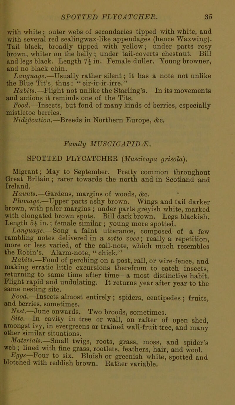 with white; outer webs of secondaries tipped with white, and with several red sealingwax-like appendages (hence Waxwing). Tail black, broadly tipped with yellow; under parts rosy brown, whiter on the belly ; under tail-coverts chestnut. Bill and legs black. Length in. Female duller. Young browner, and no black chin. Language.—Usually rather silent; it has a note not unlike the Blue Tit’s, thus: “ cir-ir-ir-irre.” Habits.—Flight not unlike the Starling’s. In its movements and actions it reminds one of the Tits. Food.—Insects, but fond of many kinds of berries, especially mistletoe berries. Nidificatioti.—Breeds in Northern Europe, &c. Family MUSCICAPID/E. SPOTTED FLYCATCHER (Muscicapa grisola). Migrant; May to September. Pretty common throughout Great Britain; rarer towards the north and in Scotland and Ireland. Haunts.—Gardens, margins of woods, &c. Plumage.—Upper parts ashy brown. Wings and tail darker brown, with paler margins ; under parts greyish white, marked with elongated brown spots. Bill dark brown. Legs blackish. Length in.; female similar ; young more spotted. Language.—Song a faint utterance, composed of a few rambling notes delivered in a sotto voce; really a repetition, more or less varied, of the call-note, which much resembles the Robin’s. Alarm-note, “chick.” Habits.—Fond of perching on a post, rail, or wire-fence, and making erratic little excursions therefrom to catch insects, returning to same time after time—a most distinctive habit. Flight rapid and undulating. It returns year after year to the same nesting site. Food.—Insects almost entirely ; spiders, centipedes ; fruits, and berries, sometimes. Nest.—June onwards. Two broods, sometimes. Site.—In cavity in tree or wall, on rafter of open shed, amongst ivy, in evergreens or trained wall-fruit tree, and many other similar situations. Materials.—Small twigs, roots, grass, moss, and spider’s web; lined with fine grass, rootlets, feathers, hair, and wool. E99s—Four to six. Bluish or greenish white, spotted and blotched with reddish brown. Rather variable.