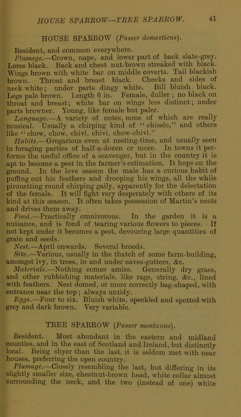 HOUSE SPARROW—TREE SPARROW. HOUSE SPARROW (Passer domesticus). Resident, and common everywhere. Plumage.—Crown, nape, and lower part of back slate-grey. Lores black. Back and chest nut-brown streaked with black. Wings brown with white bar on middle coverts. Tail blackish brown. Throat and breast black. Cheeks and sides of neck white; under parts dingy white. Bill bluish black. Legs pale brown. Length 6 in. Female, duller ; no black on throat and breast; white bar on wings less distinct; under parts browner. Young, like female but paler. Language.—A variety of notes, none of which are really musical. Usually a chirping kind of “ chissic,” and others like “chow, chow, chivi, chivi, chow-chivi.” Habits.—Gregarious even at nesting-time, and usually seen in foraging parties of half-a-dozen or more. In towns it per- forms the useful office of a scavenger, but in the country it is apt to become a pest in the farmer’s estimation. It hops on the ground. In the love season the male has a curious habit of puffing out his feathers and drooping his wings, all the while pirouetting round chirping gaily, apparently for the delectation of the female. It will fight very desperately with others of its kind at this season. It often takes possession of Martin’s nests and drives them away. Food.—Practically omnivorous. In the garden it is a nuisance, and is fond of tearing various flowers to pieces. If not kept under it becomes a pest, devouring large quantities of grain and seeds. Nest.—April onwards. Several broods. Site.—Various, usually in the thatch of some farm-building, amongst ivy, in trees, in and under eaves-gutters, &c. Materials.—Nothing comes amiss. Generally dry grass, and other rubbishing materials, like rags, string, Ac., lined with feathers. Nest domed, or more correctly bag-shaped, with entrance near the top ; always untidy. Eggs.—Four to six. Bluish white, speckled and spotted with grey and dark brown. Very variable. TREE SPARROW (Passer montanus). Resident. Most abundant in the eastern and midland counties, and in the east of Scotland and Ireland, but distinctly local. Being shyer than the last, it is seldom met with near houses, preferring the open country. Plumage.—Closely resembling the last, but differing in its slightly smaller size, chestnut-brown head, white collar almost surrounding the neck, and the two (instead of one) white