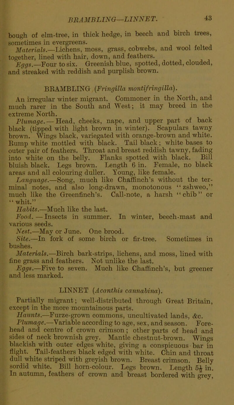 BRA MB LIN G—LINN E T. bough of elm-tree, in thick hedge, in beech and birch trees, sometimes in evergreens. Materials.—Lichens, moss, grass, cobwebs, and wool felted together, lined with hair, down, and feathers. Eggs.—Four to six. Greenish blue, spotted, dotted, clouded, and streaked with reddish and purplish brown. BRAMBLING (Fringilla viontifringilla). An irregular winter migrant. Commoner in the North, and much rarer in the South and West; it may breed in the extreme North. Plumage.— Head, cheeks, nape, and upper part of back black (tipped with light brown in winter). Scapulars tawny brown. Wings black, variegated with orange-brown and white. Rump white mottled with black. Tail black ; white bases to outer pair of feathers. Throat and breast reddish tawny, fading into white on the belly. Flanks spotted with black. Bill bluish black. Legs brown. Length 6 in. Female, no black areas and all colouring duller. Young, like female. Language.—Song, much like Chaffinch’s without the ter- minal notes, and also long-drawn, monotonous “ zshweo,” much like the Greenfinch’s. Call-note, a harsh “chib” or “ whit.” Habits.—Much like the last. Food. — Insects in summer. In winter, beech-mast and various seeds. Nest.—May or June. One brood. Site.—In fork of some birch or fir-tree. Sometimes in bushes. Materials.—Birch bark-strips, lichens, and moss, lined with fine grass and feathers. Not unlike the last. Eggs.—Five to seven. Much like Chaffinch’s, but greener and less marked. LINNET (Acanthis cannabina). Partially migrant; well-distributed through Great Britain, except in the more mountainous parts. Haunts.—Furze-grown commons, uncultivated lands, &c. Plumage.—Variable according to age, sex, and season. Fore- head and centre of crown crimson; other parts of head and sides of neck brownish grey. Mantle chestnut-brown. Wings blackish with outer edges white, giving a conspicuous bar in flight. Tail-feathers black edged with white. Chin and throat dull white striped with greyish brown. Breast crimson. Belly sordid white. Bill horn-colour. Legs brown. Length in. In autumn, feathers of crown and breast bordered with grey,