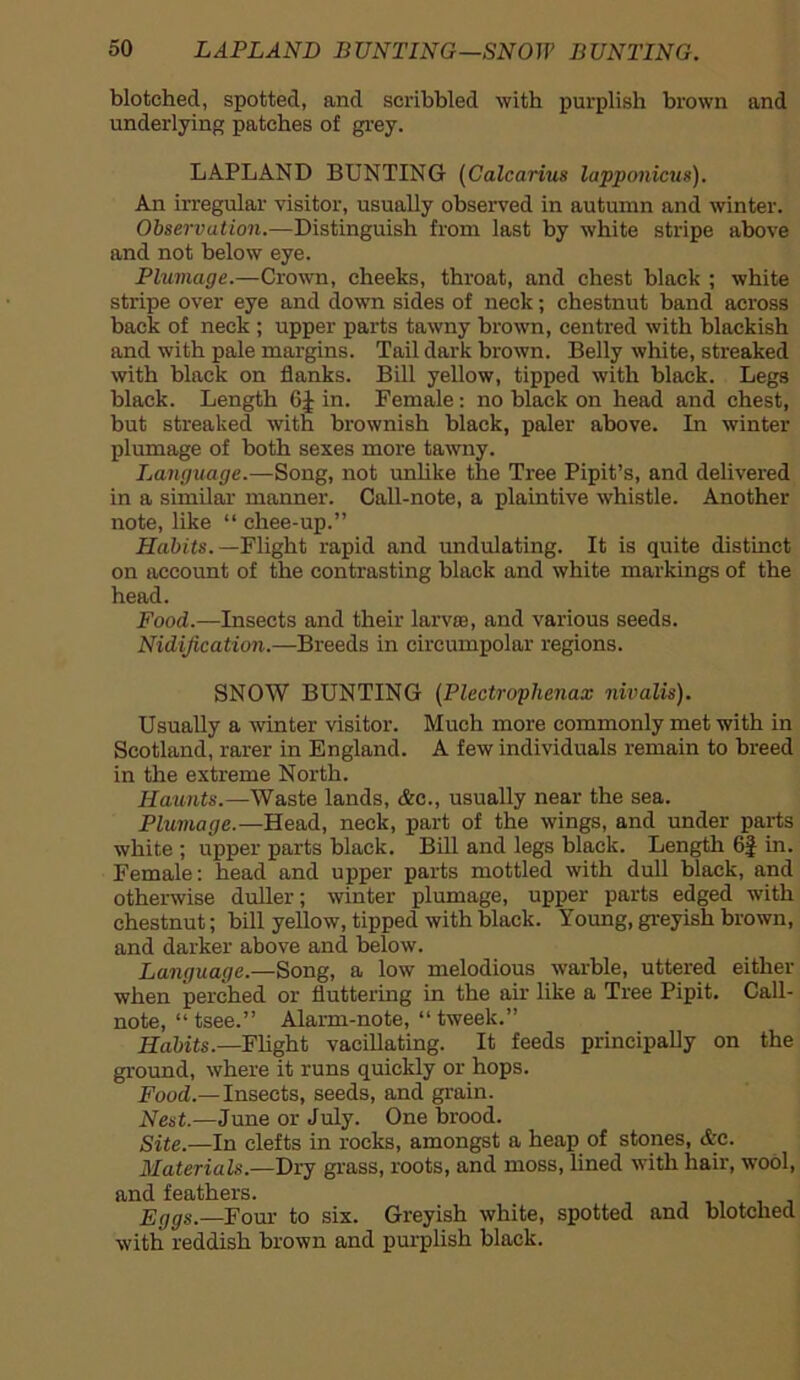 blotched, spotted, and scribbled with purplish brown and underlying patches of grey. LAPLAND BUNTING (Calcarius lapponicus). An irregular visitor, usually observed in autumn and winter. Observation.—Distinguish from last by white stripe above and not below eye. Plumage.—Crown, cheeks, throat, and chest black ; white stripe over eye and down sides of neck; chestnut band across back of neck ; upper parts tawny brown, centred with blackish and with pale margins. Tail dark brown. Belly white, streaked with black on flanks. Bill yellow, tipped with black. Legs black. Length 6J in. Female: no black on head and chest, but streaked with brownish black, paler above. In winter plumage of both sexes more tawny. Language.—Song, not unlike the Tree Pipit’s, and delivered in a similar manner. Call-note, a plaintive whistle. Another note, like “ chee-up.” Habits. —Flight rapid and undulating. It is quite distinct on account of the contrasting black and white markings of the head. Food.—Insects and their lame, and various seeds. Nidi/ication.—Breeds in circumpolar regions. SNOW BUNTING (Plectrophenax nivalis). Usually a winter visitor. Much more commonly met with in Scotland, rarer in England. A few individuals remain to breed in the extreme North. Haunts.—Waste lands, &e., usually near the sea. Plumage.—Head, neck, part of the wings, and under parts white ; upper parts black. Bill and legs black. Length 6J in. Female: head and upper parts mottled with dull black, and otherwise duller; winter plumage, upper parts edged with chestnut; bill yellow, tipped with black. Young, greyish brown, and darker above and below. Language.—Song, a low melodious warble, uttered either when perched or fluttering in the air like a Tree Pipit. Call- note, “ tsee.” Alarm-note, “ tweelc.” Habits.—Flight vacillating. It feeds principally on the ground, where it runs quickly or hops. Food.—Insects, seeds, and grain. Nest.—June or July. One brood. Site.—In clefts in rocks, amongst a heap of stones, &c. Materials.—Dry grass, roots, and moss, lined with hair, wool, and feathers. Eggs.—Four to six. Greyish white, spotted and blotched with reddish brown and purplish black.