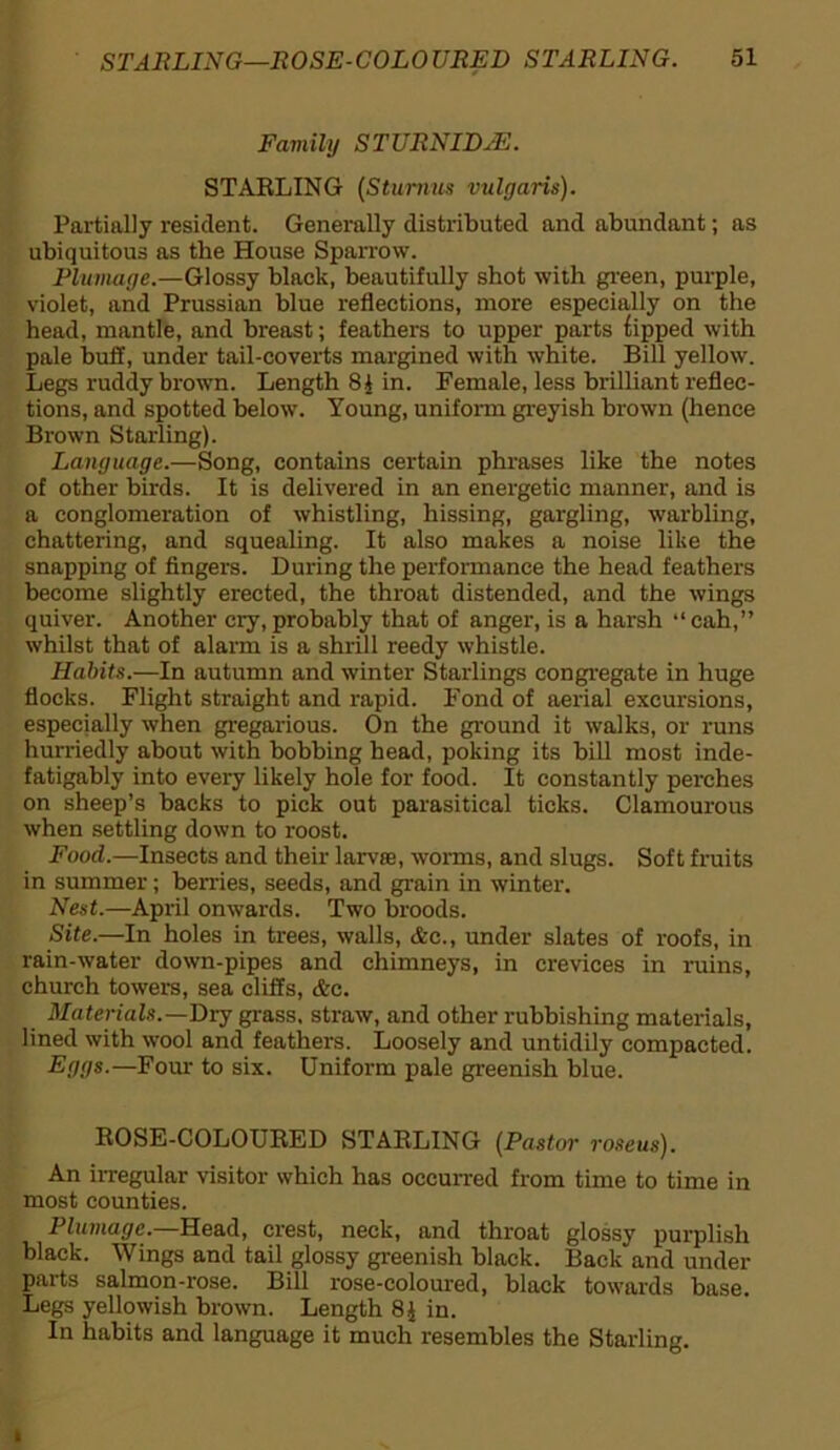 Family STURNIDJE. STARLING (Stumus vulgaris). Partially resident. Generally distributed and abundant; as ubiquitous as the House Sparrow. Plumage.—Glossy black, beautifully shot with green, purple, violet, and Prussian blue reflections, more especially on the head, mantle, and breast; feathers to upper parts tipped with pale buff, under tail-coverts margined with white. Bill yellow. Legs ruddy brown. Length 8 J in. Female, less brilliant reflec- tions, and spotted below. Young, uniform greyish brown (hence Brown Starling). Language.—Song, contains certain phrases like the notes of other birds. It is delivered in an energetic manner, and is a conglomeration of whistling, hissing, gargling, warbling, chattering, and squealing. It also makes a noise like the snapping of fingers. During the performance the head feathers become slightly erected, the throat distended, and the wings quiver. Another cry, probably that of anger, is a harsh “cah,” whilst that of alarm is a shrill reedy whistle. Habits.—In autumn and winter Starlings congregate in huge flocks. Flight straight and rapid. Fond of aerial excursions, especially when gregarious. On the ground it walks, or runs hurriedly about with bobbing head, poking its bill most inde- fatigably into every likely hole for food. It constantly perches on sheep’s backs to pick out parasitical ticks. Clamourous when settling down to roost. Food.—Insects and their larvae, worms, and slugs. Soft fruits in summer; berries, seeds, and grain in winter. Nest.—April onwards. Two broods. Site.—In holes in trees, walls, &c., under slates of roofs, in rain-water down-pipes and chimneys, in crevices in ruins, church towers, sea cliffs, &c. Materials.—Dry grass, straw, and other rubbishing materials, lined with wool and feathers. Loosely and untidily compacted. Eggs.—Four to six. Uniform pale greenish blue. ROSE-COLOURED STARLING (Pastor roeeus). An irregular visitor which has occurred from time to time in most counties. Plumage.—Head, crest, neck, and throat glossy purplish black. Wings and tail glossy greenish black. Back and under parts salmon-rose. Bill rose-coloured, black towards base. Legs yellowish brown. Length 8J in. In habits and language it much resembles the Starling. i
