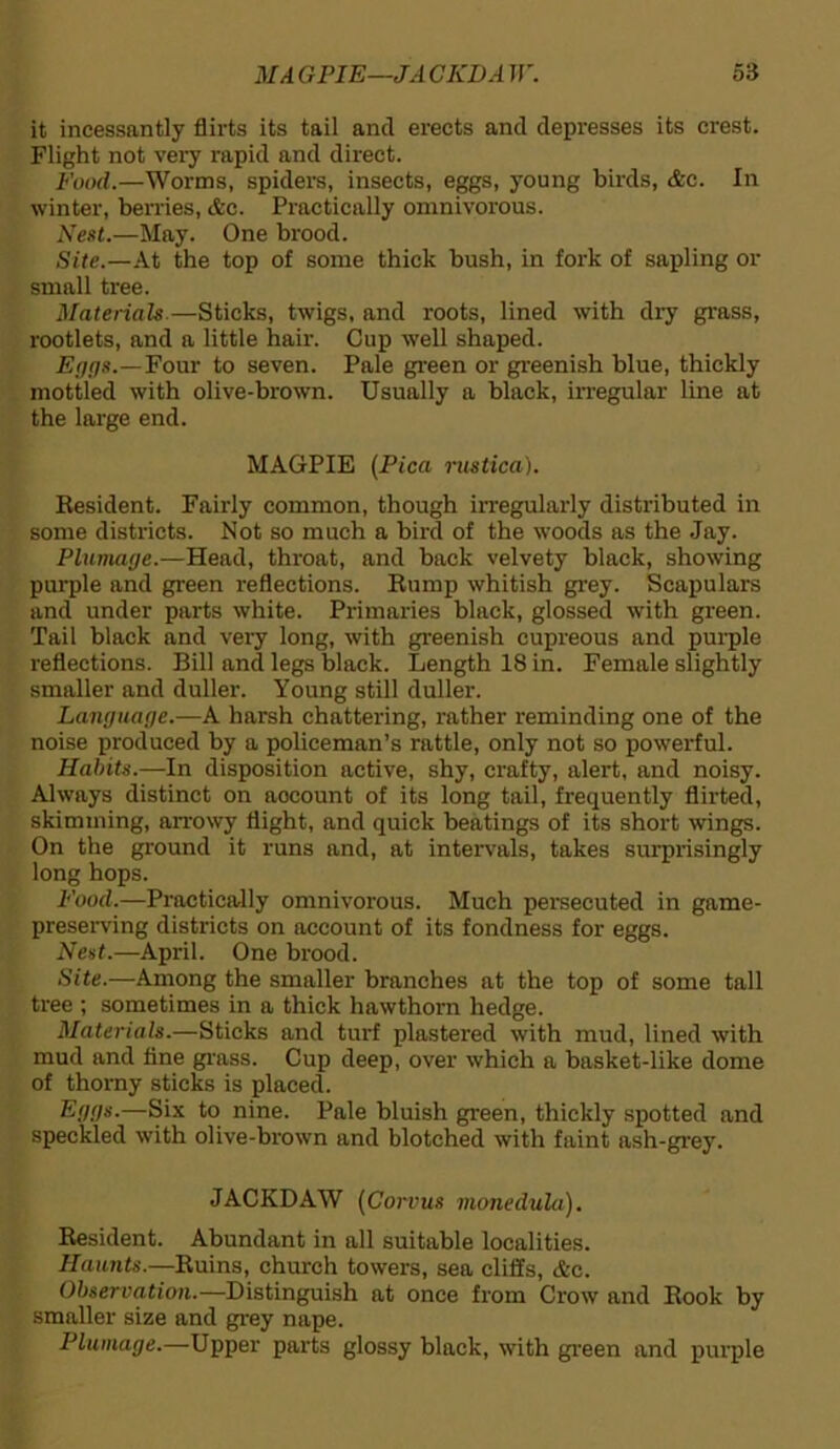 it incessantly flirts its tail and erects and depresses its crest. Flight not very rapid and direct. Food.—Worms, spiders, insects, eggs, young birds, &c. In winter, berries, &c. Practically omnivorous. Nest.—May. One brood. Site.—At the top of some thick bush, in fork of sapling or small tree. Materials—Sticks, twigs, and roots, lined with dry grass, rootlets, and a little hair. Cup well shaped. Eggs.—Four to seven. Pale green or greenish blue, thickly mottled with olive-brown. Usually a black, irregular line at the large end. MAGPIE (Pica rustica). Resident. Fairly common, though irregularly distributed in some districts. Not so much a bird of the woods as the Jay. Plumage.—Head, throat, and back velvety black, showing purple and green reflections. Rump whitish grey. Scapulars and under parts white. Primaries black, glossed with green. Tail black and very long, with greenish cupreous and purple reflections. Bill and legs black. Length 18 in. Female slightly smaller and duller. Young still duller. Language.—A harsh chattering, rather reminding one of the noise produced by a policeman’s rattle, only not so powerful. Habits.—In disposition active, shy, crafty, alert, and noisy. Always distinct on aocount of its long tail, frequently flirted, skimming, arrowy flight, and quick beatings of its short wings. On the ground it runs and, at intervals, takes surprisingly long hops. Food.—Practically omnivorous. Much persecuted in game- preserving districts on account of its fondness for eggs. Nest.—April. One brood. Site.—Among the smaller branches at the top of some tall tree ; sometimes in a thick hawthorn hedge. Materials.—Sticks and turf plastered with mud, lined with mud and fine grass. Cup deep, over which a basket-like dome of thorny sticks is placed. Eggs.—Six to nine. Pale bluish green, thickly spotted and speckled with olive-brown and blotched with faint ash-grey. JACKDAW (Corvus monedula). Resident. Abundant in all suitable localities. Haunts.—Ruins, church towers, sea cliffs, &c. Observation.—Distinguish at once from Crow and Rook by smaller size and grey nape. Plumage.—Upper parts glossy black, with green and purple