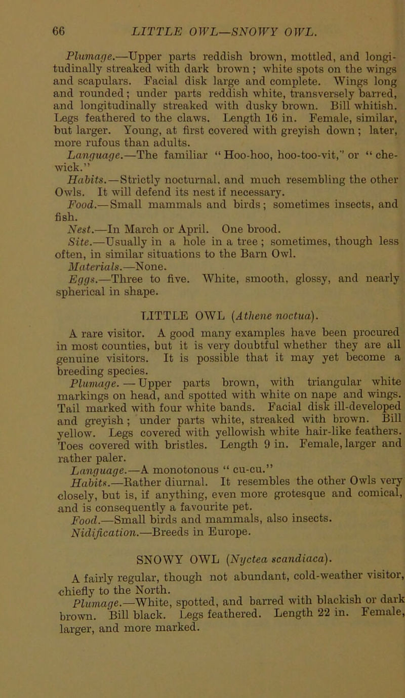 Plumage.—Upper parts reddish brown, mottled, and longi- tudinally streaked with dark brown ; white spots on the wings and scapulars. Facial disk large and complete. Wings long and rounded; under parts reddish white, transversely barred, and longitudinally streaked with dusky brown. Bill whitish. Legs feathered to the claws. Length 16 in. Female, similar, but larger. Young, at first covered with greyish down ; later, more rufous than adults. Language.—The familiar “ Hoo-hoo, hoo-too-vit,'1 or “ che- wick.” Habits.—Strictly nocturnal, and much resembling the other Owls. It will defend its nest if necessary. Food.— Small mammals and birds; sometimes insects, and fish. Nest.—In March or April. One brood. Site.—Usually in a hole in a tree ; sometimes, though less often, in similar situations to the Barn Owl. Materials.—None. Eggs.—Three to five. White, smooth, glossy, and nearly spherical in shape. LITTLE OWL (Athene noctua). A rare visitor. A good many examples have been procured in most counties, but it is very doubtful whether they are all genuine visitors. It is possible that it may yet become a breeding species. Plumage. — Upper parts brown, with triangular white markings on head, and spotted with white on nape and wings. Tail marked with four white bands. Facial disk ill-developed and greyish; under parts white, streaked with brown. Bill yellow. Legs covered with yellowish white hair-like feathers. Toes covered with bristles. Length 9 in. Female, larger and rather paler. Language.— A monotonous “ cu-cu.” Habits.—Bather diurnal. It resembles the other Owls very closely, but is, if anything, even more grotesque and comical, and is consequently a favourite pet. Food.—Small birds and mammals, also insects. Nidification.—Breeds in Europe. SNOWY OWL (Nyctea scandiaca). A fairly regular, though not abundant, cold-weather visitor, •chiefly to the North. _ Plumage.—White, spotted, and barred with blackish or dark brown. Bill black. Legs feathered. Length 22 in. Female, larger, and more marked.
