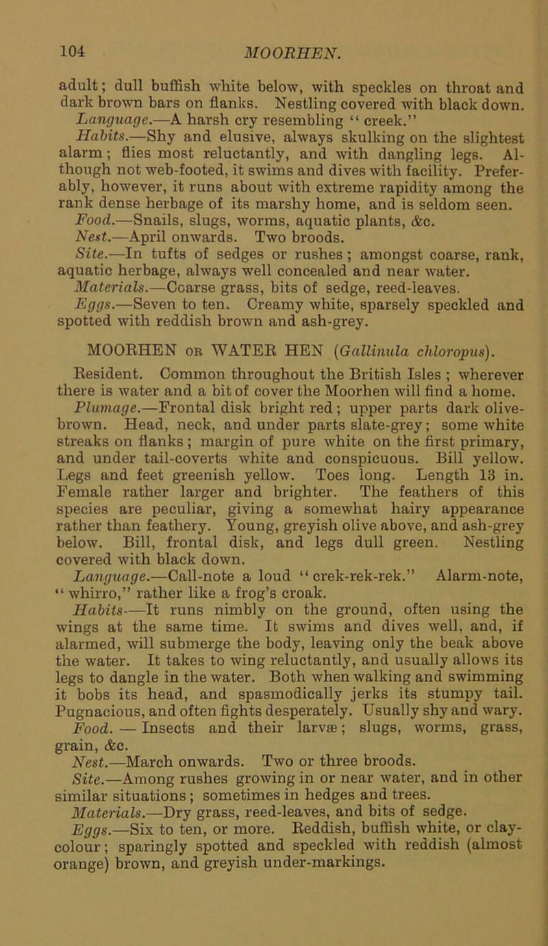 adult; dull bullish white below, with speckles on throat and dark brown bars on flanks. Nestling covered with black down. Language.—A harsh cry resembling “ creek.” Habits.—Shy and elusive, always skulking on the slightest alarm; flies most reluctantly, and with dangling legs. Al- though not web-footed, it swims and dives with facility. Prefer- ably, however, it runs about with extreme rapidity among the rank dense herbage of its marshy home, and is seldom seen. Food.—Snails, slugs, worms, aquatic plants, &c. Nest.—April onwards. Two broods. Site.—In tufts of sedges or rushes; amongst coarse, rank, aquatic herbage, always well concealed and near water. Materials.—Coarse grass, bits of sedge, reed-leaves. Eggs.—Seven to ten. Creamy white, sparsely speckled and spotted with reddish brown and ash-grey. MOORHEN or WATER HEN (Gallinula chloropus). Resident. Common throughout the British Isles ; wherever there is water and a bit of cover the Moorhen will find a home. Plumage.—Frontal disk bright red; upper parts dark olive- brown. Head, neck, and under parts slate-grey; some white streaks on flanks; margin of pure white on the first primary, and under tail-coverts white and conspicuous. Bill yellow. Legs and feet greenish yellow. Toes long. Length 13 in. Female rather larger and brighter. The feathers of this species are peculiar, giving a somewhat hairy appearance rather than feathery. Young, greyish olive above, and ash-grey below. Bill, frontal disk, and legs dull green. Nestling covered with black down. Language.—Call-note a loud “ crek-rek-rek.” Alarm-note, “ whirro,” rather like a frog’s croak. Habits—It runs nimbly on the ground, often using the wings at the same time. It swims and dives well, and, if alarmed, will submerge the body, leaving only the beak above the water. It takes to wing reluctantly, and usually allows its legs to dangle in the water. Both when walking and swimming it bobs its head, and spasmodically jerks its stumpy tail. Pugnacious, and often fights desperately. Usually shy and wary. Food. — Insects and their larv®; slugs, worms, grass, grain, &c. Nest.—March onwards. Two or three broods. Site.—Among rushes growing in or near water, and in other similar situations; sometimes in hedges and trees. Materials.—Dry grass, reed-leaves, and bits of sedge. Eggs.—Six to ten, or more. Reddish, buffish white, or clay- colour ; sparingly spotted and speckled with reddish (almost orange) brown, and greyish under-markings.