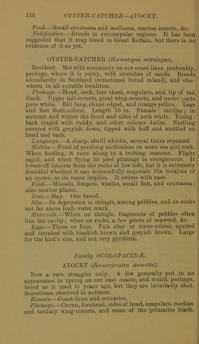 Food.—Small Crustacea and mollusca, marine insects, &c. Nidification.—Breeds in circumpolar regions. It has been suggested that it may breed in Great Britain, but there is no evidence of it as yet. OYSTER-CATCHEIi (Hcematopus ostralegus). Resident. Met with commonly on our coast-lines, preferably, perhaps, where it is rocky, with stretches of sands. Breeds abundantly in Scotland (sometimes found inland), and else- where, in all suitable localities. Plumage.—Head, neck, fore chest, scapulars, and tip of tail black. Upper tail-coverts, great wing-coverts, and under parts pure white. Bill long, chisel-edged, and orange-yellow. Legs and feet flesh-colour. Length 16 in. Female: similar; in autumn and winter the front and sides of neck white. Young: back tinged with ruddy, and other colours duller. Nestling covered with greyish down, tipped with buff and mottled on head and back. Language.—A sharp, shrill whistle, several times repeated. Habits.—Fond of perching motionless on some sea-girt rock. When feeding, it runs along in a trotting manner. Flight rapid, and when flying its pied plumage is conspicuous. It levers off limpets from the rocks at low tide, but it is extremely doubtful whether it can successfully negotiate the bivalves of an oyster, as its name implies. It swims with ease. Food.—Mussels, limpets, whelks, small fish, and Crustacea; also marine plants. Nest.—May. One brood. Site.—In depression in shingle, among pebbles, and on rocks not far above high-water mark. Materials.—When on shingle, fragments of pebbles often line the cavity; when on rocks, a few pieces of seaweed, &c. Eggs.—Three or four. Pale clay- or stone-colour, spotted and streaked with blackish brown and greyish brown. Large for the bird’s size, and not very pyriform. Family SCOLOPACIDJE. AVOGET (Recurvirostra avocetta). Now a rare straggler only. A few generally put in an appearance in spring on our east coasts, and would, perhaps, breed as it used to years ago, but they are invariably shot. Sometimes observed in autumn. Haunts.—Coast-lines and estuaries. Plumage.—Crown, forehead, sides of head, scapulars, median and tertiary wing-coverts, and some of the primaries black.