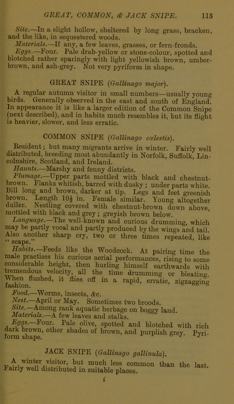 Site.—In a slight hollow, sheltered by long grass, bracken, and the like, in sequestered woods. Materials.—If any, a few leaves, grasses, or fern-fronds. K(J9s-—Four. Pale drab-yellow or stone-colour, spotted and blotched rather sparingly with light yellowish brown, umber- brown, and ash-grey. Not very pyriform in shape. GREAT SNIPE (Gallinago major). A regular autumn visitor in small numbers—usually young birds. Generally observed in the east and south of England. In appearance it is like a larger edition of the Common Snipe (next described), and in habits much resembles it, but its flight is heavier, slower, and less erratic. COMMON SNIPE (Gallinago ccelestis). Resident; but many migrants arrive in winter. Fairly well distributed, breeding most abundantly in Norfolk, Suffolk, Lin- colnshire, Scotland, and Ireland. Haunts.—Marshy and fenny districts. Plumage. Upper parts mottled with black and chestnut- brown. Flanks whitish, barred with dusky ; under parts white. Bill long and brown, darker at tip. Legs and feet greenish brown. Length 10J in. Female similar. Young altogether duller. Nestling covered with chestnut-brown down above, mottled with black and grey ; greyish brown below. Language. The well-known and curious drumming, which may be partly vocal and partly produced by the wings and tail. Also another sharp cry, two or three times repeated, like “ scape.” Habits. Feeds like the Woodcock. At pairing time the male practises his curious aerial performances, rising to some considerable height, then hurling himself earthwards with tremendous^ velocity, all the time drumming or bleating. WiKn flushed, it flies off in a rapid, erratic, zigzagging Food.—Worms, insects, &c. Nest. April or May. Sometimes two broods. Site. —Among rank aquatic herbage on boggy land. Materials.—A few leaves and stalks. Eggs. Four. Pale olive, spotted and blotched with rich form j'°Wn’ ot^er silades of brown, and purplish grey. Pyri- JACIv SNIPE (Gallinago gallinula). A wmter visitor, but much less common than the last. Tairly well distributed in suitable places.