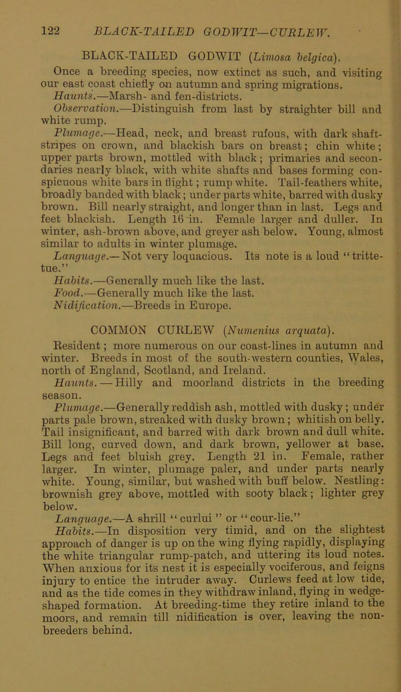 BLACK-TAILED GODWIT (Liviosa belgica). Once a breeding species, now extinct as such, and visiting our east coast chiefly on autumn and spring migrations. Haunts.—Marsh- and fen-districts. Observation.—Distinguish from last by straighter bill and white rump. Plumage.—Head, neck, and breast rufous, with dark shaft- stripes on crown, and blackish bars on breast; chin white; upper parts brown, mottled with black; primaries and secon- daries nearly black, with white shafts and bases forming con- spicuous white bars in flight; rump white. Tail-feathers white, broadly banded with black; under parts white, barred with dusky brown. Bill nearly straight, and longer than in last. Legs and feet blackish. Length 16 in. Female larger and duller. In winter, ash-brown above, and greyer ash below. Young, almost similar to adults in winter plumage. Language.— Not very loquacious. Its note is a loud “tritte- tue.” Habits.—Generally much like the last. Food.—Generally much like the last. Nidijication—-Breeds in Europe. COMMON CURLEW (Numenius arquata). Resident; more numerous on our coast-lines in autumn and winter. Breeds in most of the south-western counties, Wales, north of England, Scotland, and Ireland. Haunts. — Hilly and moorland districts in the breeding season. Plumage.—Generally reddish ash, mottled with dusky ; under parts pale brown, streaked with dusky brown; whitish on belly. Tail insignificant, and barred with dark brown and dull white. Bill long, curved down, and dark brown, yellower at base. Legs and feet bluish grey. Length 21 in. Female, rather larger. In winter, plumage paler, and under parts nearly white. Young, similar, but washed with buff below. Nestling: brownish grey above, mottled with sooty black; lighter grey below. Language.—A shrill “ curlui ” or “cour-lie.” Habits.—In disposition very timid, and on the slightest approach of danger is up on the wing flying rapidly, displaying the white triangular rump-patch, and uttering its loud notes. When anxious for its nest it is especially vociferous, and feigns injury to entice the intruder away. Curlews feed at low tide, and as the tide comes in they withdraw inland, flying in wedge- shaped formation. At breeding-time they retire inland to the moors, and remain till nidifieation is over, leaving the non- breeders behind.