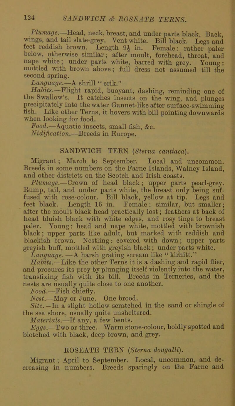 Plumage.—Head, neck, breast, and under parts black. Back, wings, and tail slate-grey. Vent white. Bill black. Legs and feet reddish brown. Length 94 in. Female: rather paler below, otherwise similar; after moult, forehead, throat, and nape white; under parts white, barred with grey. Young: mottled with brown above; full dress not assumed till the second spring. Language.—A shrill “ crik.” Habits.—Flight rapid, buoyant, dashing, reminding one of the Swallow’s. It catches insects on the wing, and plunges precipitately into the water Gannet-like after surface swimming fish. Like other Terns, it hovers with bill pointing downwards when looking for food. Food.—Aquatic insects, small fish, &c. Nidification.-—Breeds in Europe. SANDWICH TERN (Sterna cantiaca). Migrant; March to September. Local and uncommon. Breeds in some numbers on the Fame Islands, Walney Island, and other districts on the Scotch and Irish coasts. Plumage.—Crown of head black; upper parts pearl-grey. Rump, tail, and under parts white, the breast only being suf- fused with rose-colour. Bill black, yellow at tip. Legs and feet black. Length 16 in. Female: similar, but smaller; after the moult black head practically lost; feathers at back of head bluish black with white edges, and rosy tinge to breast paler. Young: head and nape white, mottled with brownish black; upper parts like adult, but marked with reddish and blackish brown. Nestling: covered with down; upper parts greyish buff, mottled with greyish black; under parts white. Language. —A harsh grating scream like “ kirhitt.” Habits.—Like the other Terns it is a dashing and rapid flier, and procures its prey by plunging itself violently into the water, transfixing fish with its bill. Breeds in Terneries, and the nests are usually quite close to one another. Food.—Fish chiefly. Nest.—May or June. One brood. Site. — In a slight hollow scratched in the sand or shingle of the sea-shore, usually quite unsheltered. Materials.—If any, a few bents. Eggs.—Two or three. Warm stone-colour, boldly spotted and blotched with black, deep brown, and grey. ROSEATE TERN (Sterna dougalli). Migrant; April to September. Local, uncommon, and de- creasing in numbers. Breeds sparingly on the Fame and