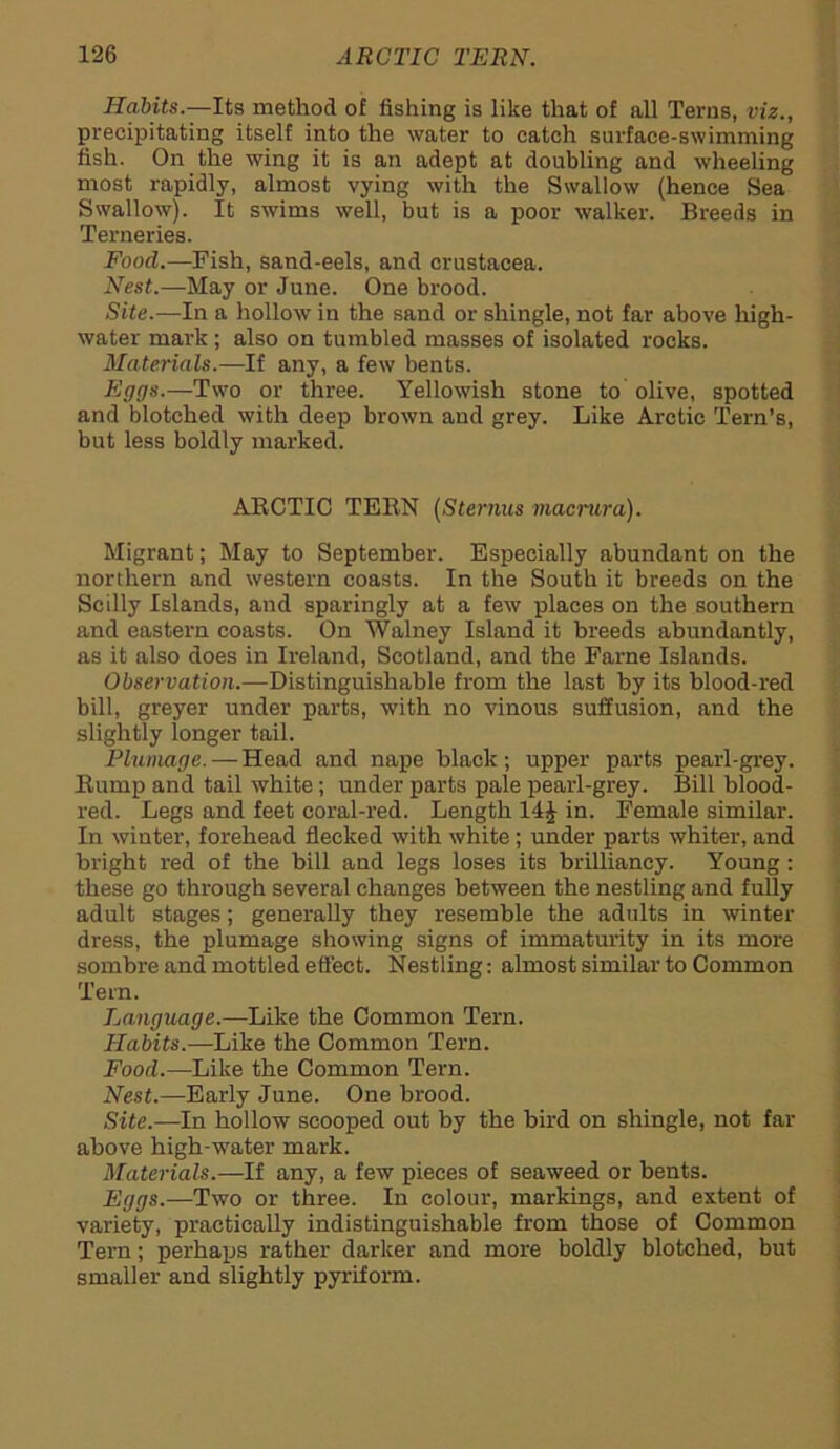 Habits.—Its method of fishing is like that of all Terns, viz., precipitating itself into the water to catch surface-swimming fish. On the wing it is an adept at doubling and wheeling most rapidly, almost vying with the Swallow (hence Sea Swallow). It swims well, but is a poor walker. Breeds in Terneries. Food.—Fish, sand-eels, and Crustacea. Nest.—-May or June. One brood. Site.—In a hollow in the sand or shingle, not far above high- water mark ; also on tumbled masses of isolated rocks. Materials.—If any, a few bents. Eggs.—Two or three. Yellowish stone to olive, spotted and blotched with deep brown and grey. Like Arctic Tern’s, but less boldly marked. ARCTIC TERN (Sternus macrura). Migrant; May to September. Especially abundant on the northern and western coasts. In the South it breeds on the Scilly Islands, and sparingly at a few places on the southern and eastern coasts. On Walney Island it breeds abundantly, as it also does in Ireland, Scotland, and the Fame Islands. Observation.—Distinguishable from the last by its blood-red bill, greyer under parts, with no vinous suffusion, and the slightly longer tail. Plumage. — Head and nape black; upper parts pearl-grey. Rump and tail white; under parts pale pearl-grey. Bill blood- red. Legs and feet coral-red. Length 14£ in. Eemale similar. In winter, forehead flecked with white; under parts whiter, and bright red of the bill and legs loses its brilliancy. Young : these go through several changes between the nestling and fully adult stages; generally they resemble the adults in winter dress, the plumage showing signs of immaturity in its more sombre and mottled effect. Nestling: almost similar to Common Tern. Language.—Like the Common Tern. Habits.—Like the Common Tern. Food.—Like the Common Tern. Nest.—Early June. One brood. Site.—In hollow scooped out by the bird on shingle, not far above high-water mark. Materials.—If any, a few pieces of seaweed or bents. Eggs.—Two or three. In colour, markings, and extent of variety, practically indistinguishable from those of Common Tern; perhaps rather darker and more boldly blotched, but smaller and slightly pyriform.