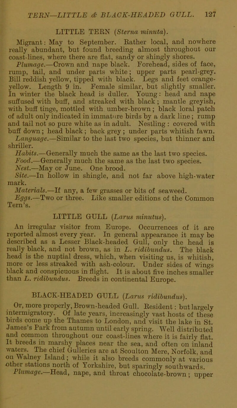 LITTLE TERN (Sterna minuta). Migrant: May to September. Rather local, and nowhere really abundant, but found breeding almost throughout our coast-lines, where there are flat, sandy or shingly shores. Plumage.—Crown and nape black. Forehead, sides of face, rump, tail, and under parts white; upper parts pearl-grey. Bill reddish yellow, tipped with black. Legs and feet orange- yellow. Length 9 in. Female similar, but slightly smaller. In winter the black head is duller. Young: head and nape suffused with buff, and streaked with black ; mantle greyish, with buff tinge, mottled with umber-brown; black loral patch of adult only indicated in immature birds by a dark line; rump and tail not so pure white as in adult. Nestling : covered with buff down ; head black ; back grey ; under parts whitish fawn. Language.—Similar to the last two species, hut thinner and shriller. Habits.—Generally much the same as the last two species. Food.—Generally much the same as the last two species. Nest.—May or June. One brood. Site.—In hollow in shingle, and not far above high-water mark. Materials.—If any, a few grasses or bits of seaweed. Eggs.—Two or three. Like smaller editions of the Common Tern’s. LITTLE GULL (Larus minutus). An irregular visitor from Europe. Occurrences of it are reported almost every year. In general appearance it may be described as a Lesser Black-headed Gull, only the head is really black, and not brown, as in L. ridibundus. The black head is the nuptial dress, which, when visiting us, is whitish, more or less streaked with ash-colour. Under sides of wings black and conspicuous in flight. It is about five inches smaller than L. ridibundus. Breeds in continental Europe. BLACK-HEADED GULL (Larus ridibundus). Or, more properly, Brown-headed Gull. Resident: but largely intermigratory. Of late years, increasingly vast hosts of these birds come up the Thames to London, and visit the lake in St. James’s Park from autumn until early spring. Well distributed and common throughout our coast-lines where it is fairly flat. It breeds in marshy places near the sea, and often on inland waters. The chief Gulleries are at Scoulton Mere, Norfolk, and on Walney Island; while it also breeds commonly at various other stations north of Yorkshire, but sparingly southwards. Plumage. Head, nape, and throat chocolate-brown; upper