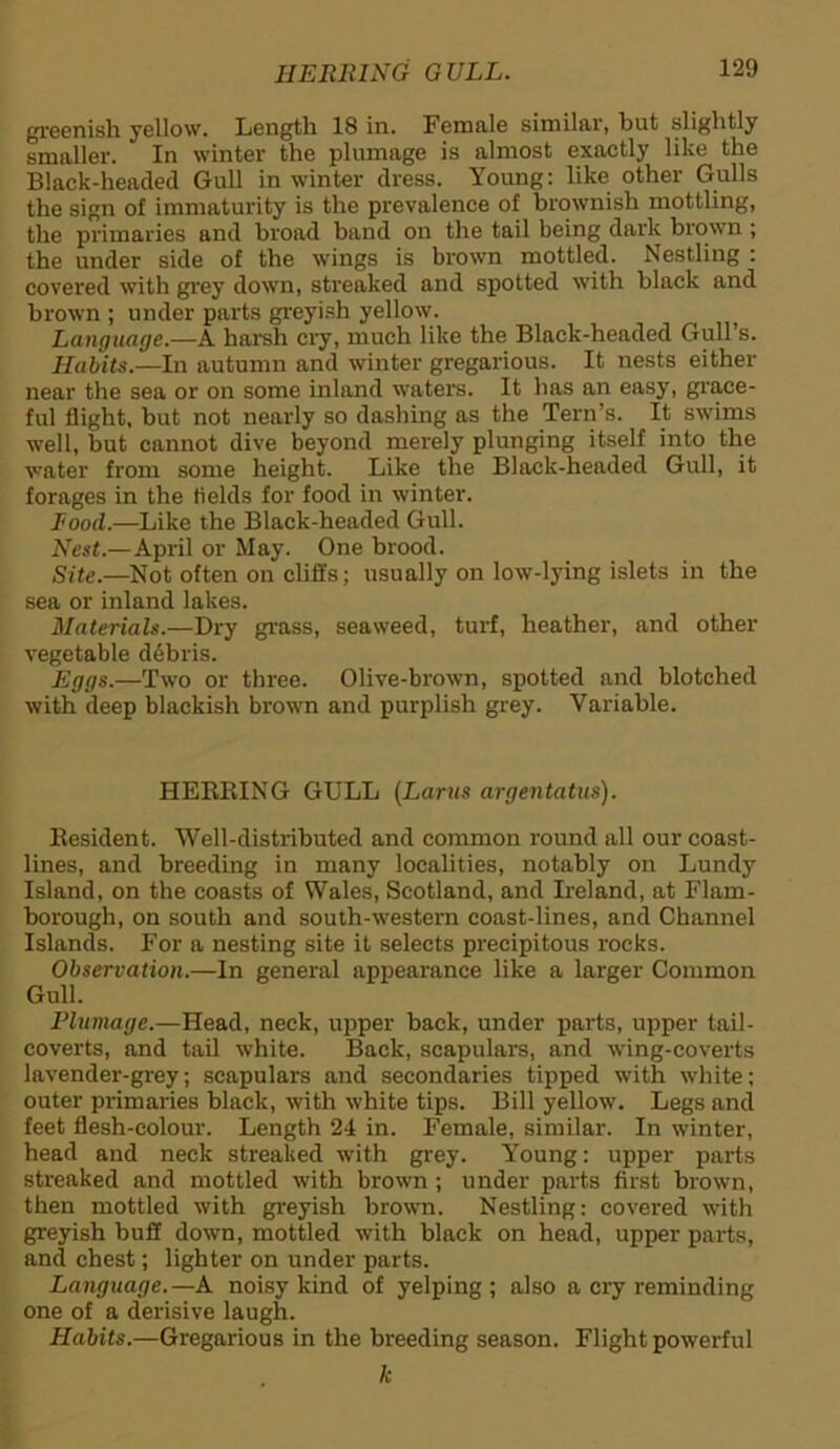 HERRING GULL. greenish yellow. Length 18 in. Female similar, but slightly smaller. In winter the plumage is almost exactly like the Black-headed Gull in winter dress. Young: like other Gulls the sign of immaturity is the prevalence of brownish mottling, the primaries and broad band on the tail being dark brown ; the under side of the wings is brown mottled. Nestling : covered with grey down, streaked and spotted with black and brown; under parts greyish yellow. Language.—A harsh cry, much like the Black-headed Gull’s. Habits.—In autumn and winter gregarious. It nests either near the sea or on some inland waters. It has an easy, grace- ful flight, but not nearly so dashing as the Tern’s. It swims well, but cannot dive beyond merely plunging itself into the water from some height. Like the Black-headed Gull, it forages in the fields for food in winter. Rood.—Like the Black-headed Gull. Nest.—April or May. One brood. Site.—Not often on cliffs; usually on low-lying islets in the sea or inland lakes. Materials.—Dry grass, seaweed, turf, heather, and other vegetable debris. Eggs.—Two or three. Olive-brown, spotted and blotched with deep blackish brown and purplish grey. Variable. HEKRING GULL (Larus argentatus). Resident. Well-distributed and common round all our coast- lines, and breeding in many localities, notably on Lundy Island, on the coasts of Wales, Scotland, and Ireland, at Flam- borough, on south and south-western coast-lines, and Channel Islands. For a nesting site it selects precipitous rocks. Observation.—In general appearance like a larger Common Gull. Plumage.—Head, neck, upper back, under parts, upper tail- coverts, and tail white. Back, scapulars, and wing-coverts lavender-grey; scapulars and secondaries tipped with white; outer primaries black, with white tips. Bill yellow. Legs and feet flesh-colour. Length 24 in. Female, similar. In winter, head and neck streaked with grey. Young: upper parts streaked and mottled with brown ; under parts first brown, then mottled with greyish brown. Nestling: covered with greyish buff down, mottled with black on head, upper parts, and chest; lighter on under parts. Language. —A noisy kind of yelping ; also a cry reminding one of a derisive laugh. Habits.—Gregarious in the breeding season. Flight powerful k