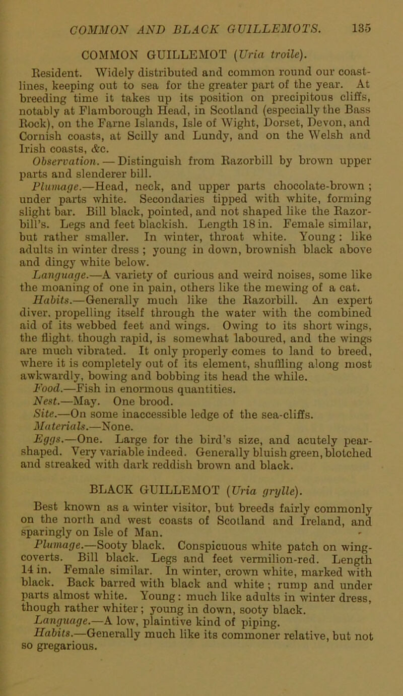 COMMON GUILLEMOT (Uria troile). Resident. Widely distributed and common round our coast- lines, keeping out to sea for the greater part of the year. At breeding time it takes up its position on precipitous cliffs, notably at Flamborough Head, in Scotland (especially the Bass Bock), on the Fame Islands, Isle of Wight, Dorset, Devon, and Cornish coasts, at Scilly and Lundy, and on the Welsh and Irish coasts, &c. Observation. — Distinguish from Razorbill by brown upper parts and slenderer bill. Plumage.—Head, neck, and upper parts chocolate-brown ; under parts white. Secondaries tipped with white, forming slight bar. Bill black, pointed, and not shaped like the Razor- bill’s. Legs and feet blackish. Length 18 in. Female similar, but rather smaller. In winter, throat white. Young: like adults in winter dress ; young in down, brownish black above and dingy white below. Language.—A variety of curious and weird noises, some like the moaning of one in pain, others like the mewing of a cat. Habits.—Generally much like the Razorbill. An expert diver, propelling itself through the water with the combined aid of its webbed feet and wings. Owing to its short wings, the flight, though rapid, is somewhat laboured, and the wings are much vibrated. It only properly comes to land to breed, where it is completely out of its element, shuffling along most awkwardly, bowing and bobbing its head the while. Food.—Fish in enormous quantities. Nest.—May. One brood. Site.—On some inaccessible ledge of the sea-cliffs. Materials.—None. Eggs.—One. Large for the bird’s size, and acutely pear- shaped. Very variable indeed. Generally bluish green, blotched and streaked with dark reddish brown and black. BLACK GUILLEMOT (Uria grylle). Best known as a winter visitor, but breeds fairly commonly on the north and west coasts of Scotland and Ireland, and sparingly on Isle of Man. Plumage.—Sooty black. Conspicuous white patch on wing- coverts. Bill black. Legs and feet vermilion-red. Length 14 in. Female similar. In winter, crown white, marked with black. Back barred with black and white; rump and under parts almost white. Young: much like adults in winter dress, though rather whiter; young in down, sooty black. Language.—A low, plaintive kind of piping. Habits.—Generally much like its commoner relative, but not so gregarious.